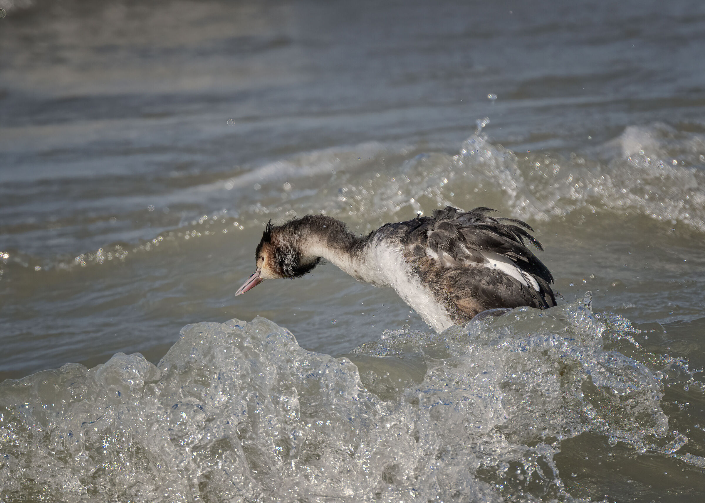 Grebe on wave...