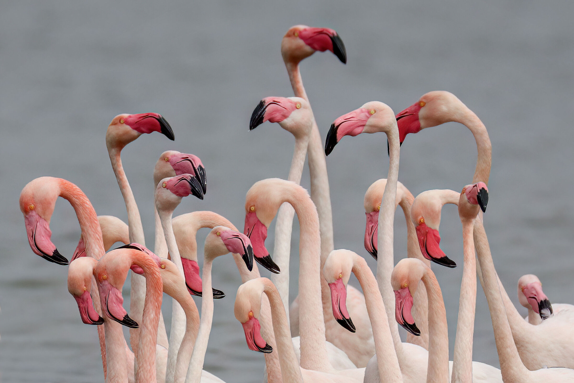 Close encounters Pink flamingos ...