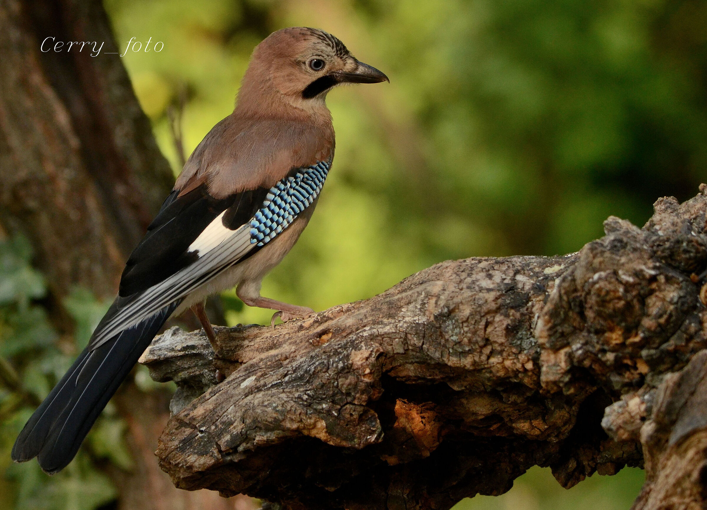 the jay in the woods...