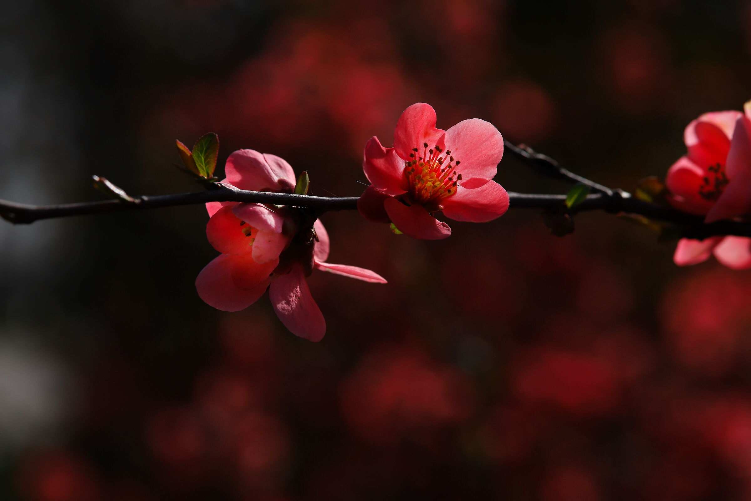 Japanese quince...