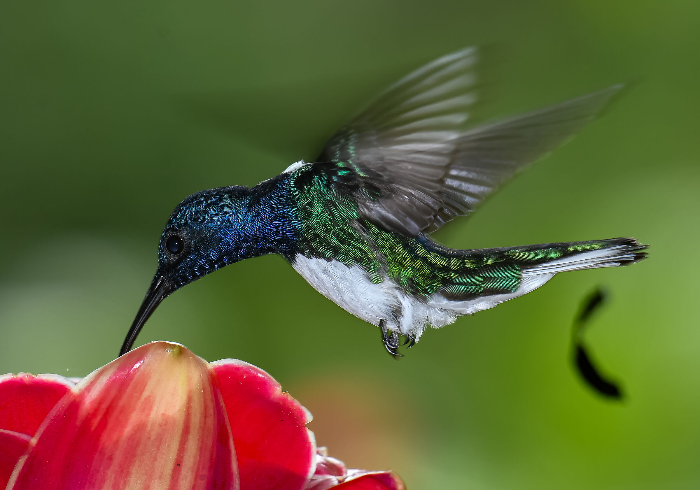 The flight of the hummingbird...