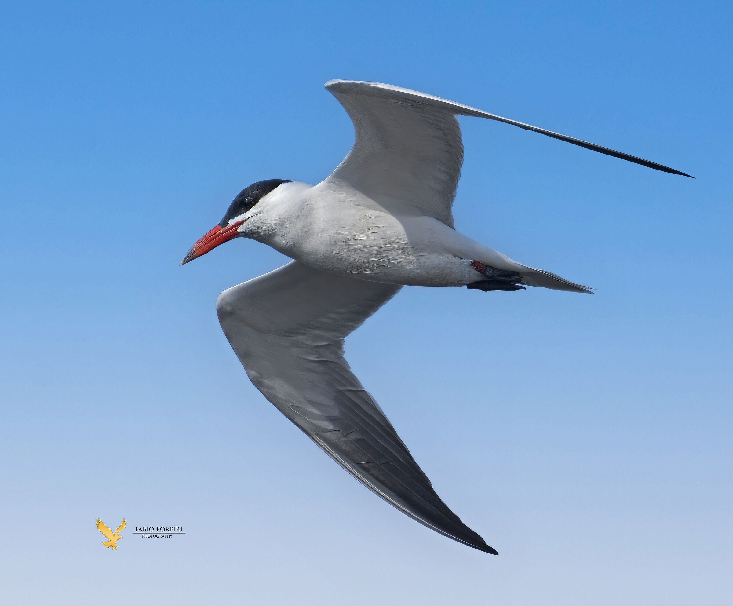 Greater Tern...