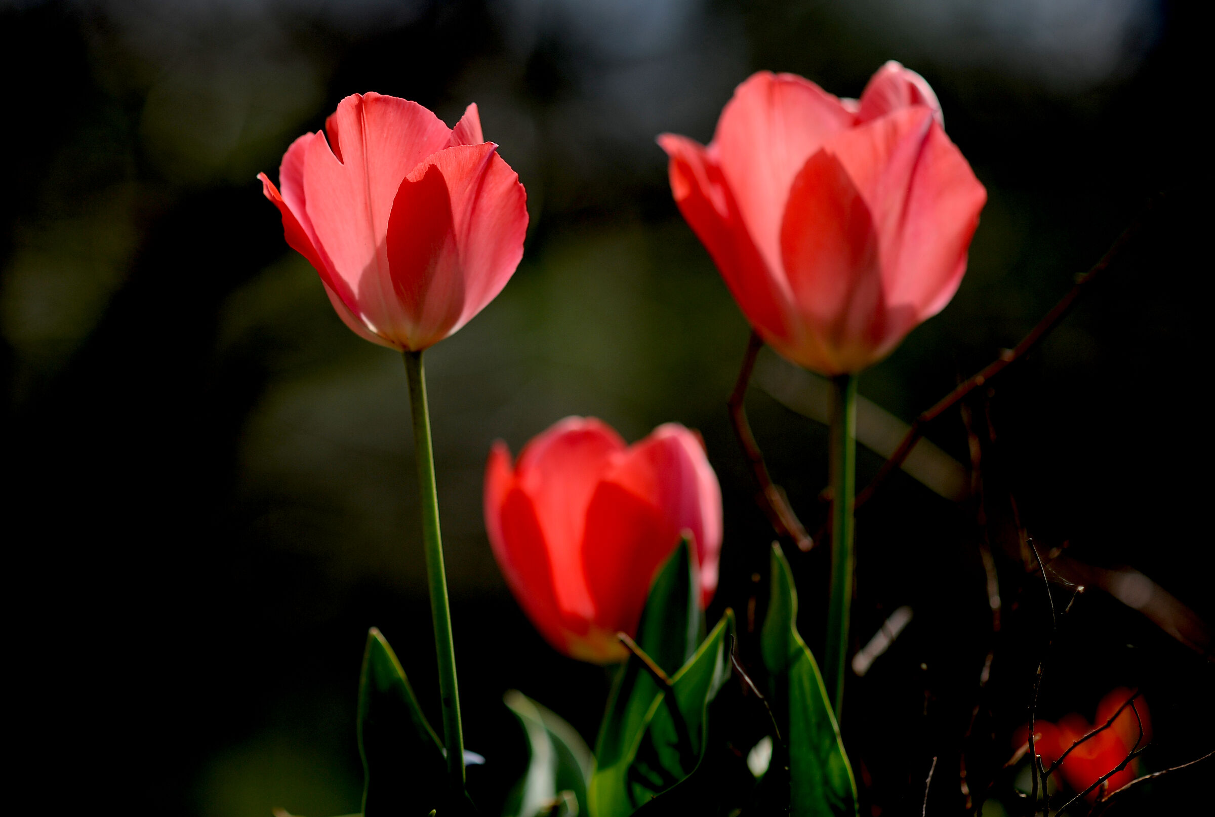 Tulip bloom...