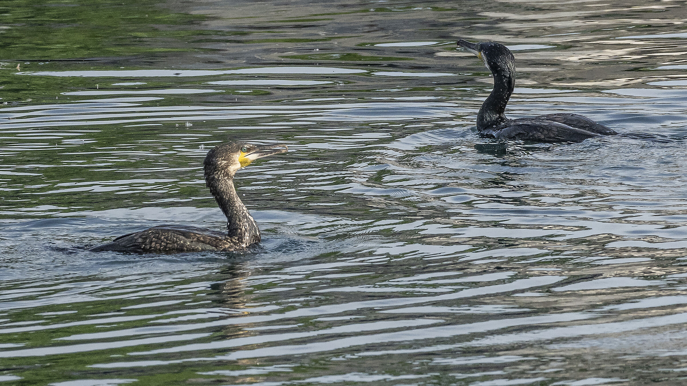 Pair of cormorants...
