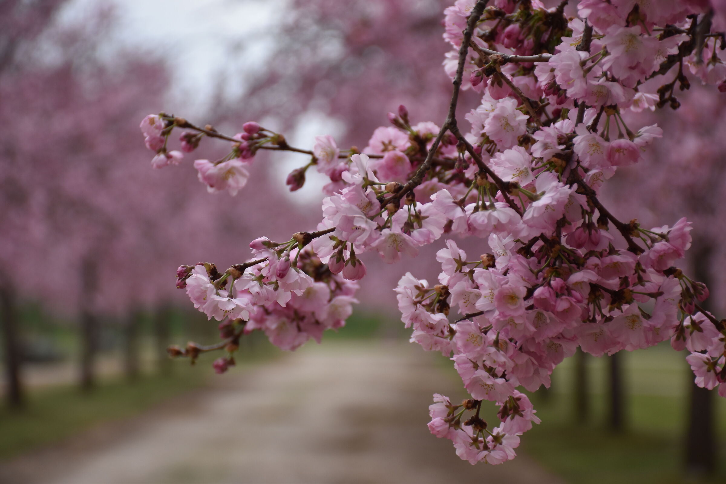 Japanese cherry blossoms Royal Palace of Venaria Reale...