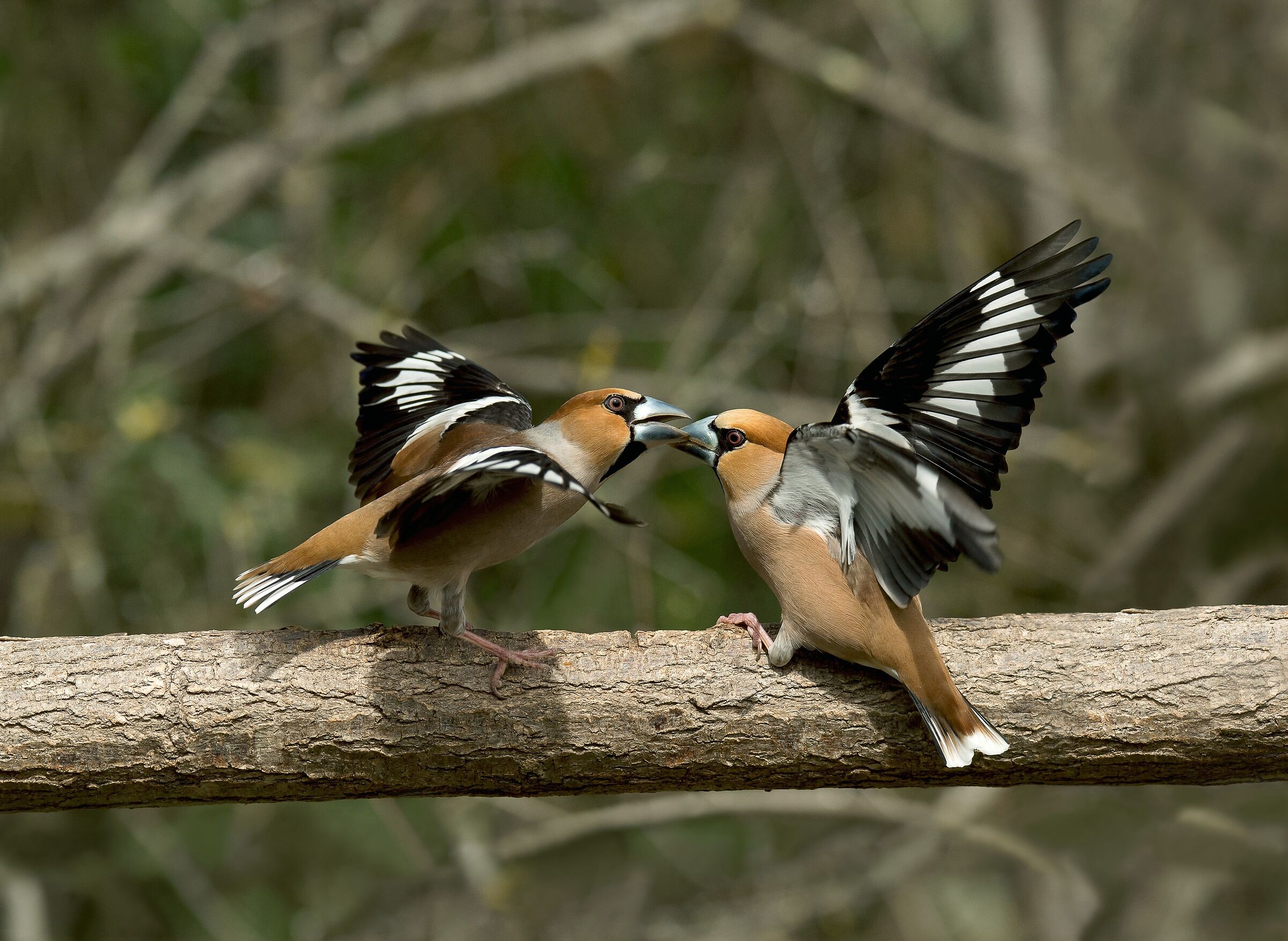 Hawfinches (Coccothraustes coccothraustes)...