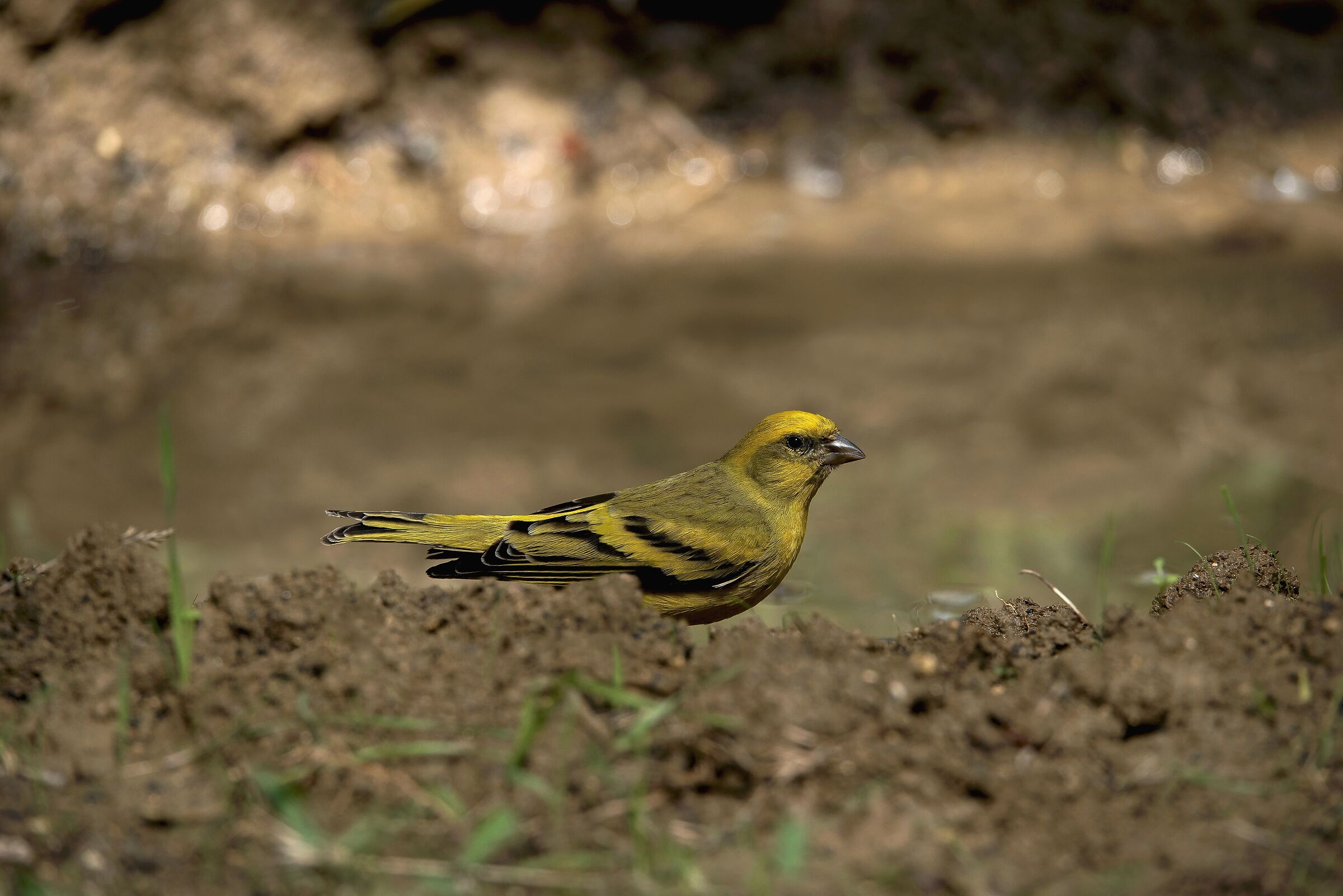  Male yellow-fronted canary (Serinus flavivertex)...
