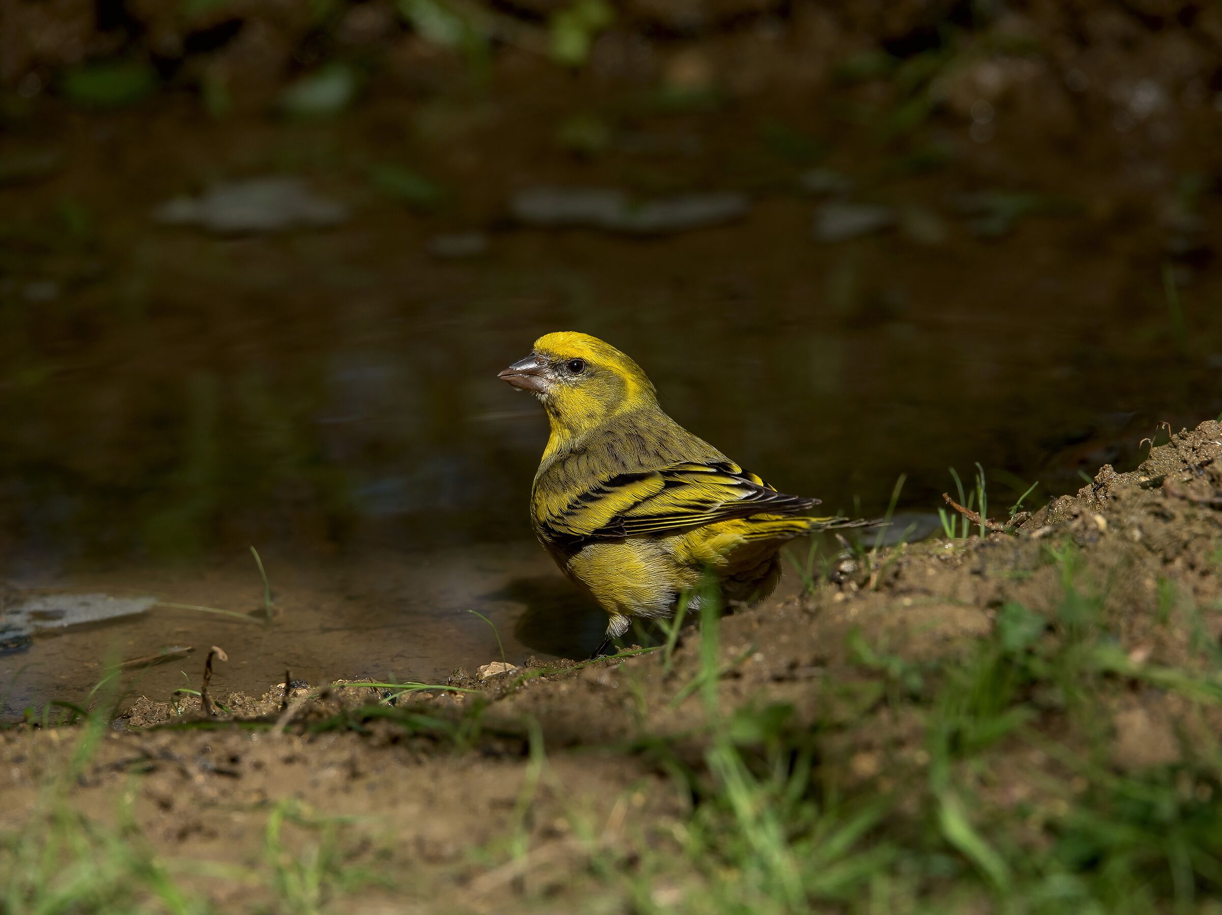 Male yellow-fronted canary (Serinus flavivertex)...
