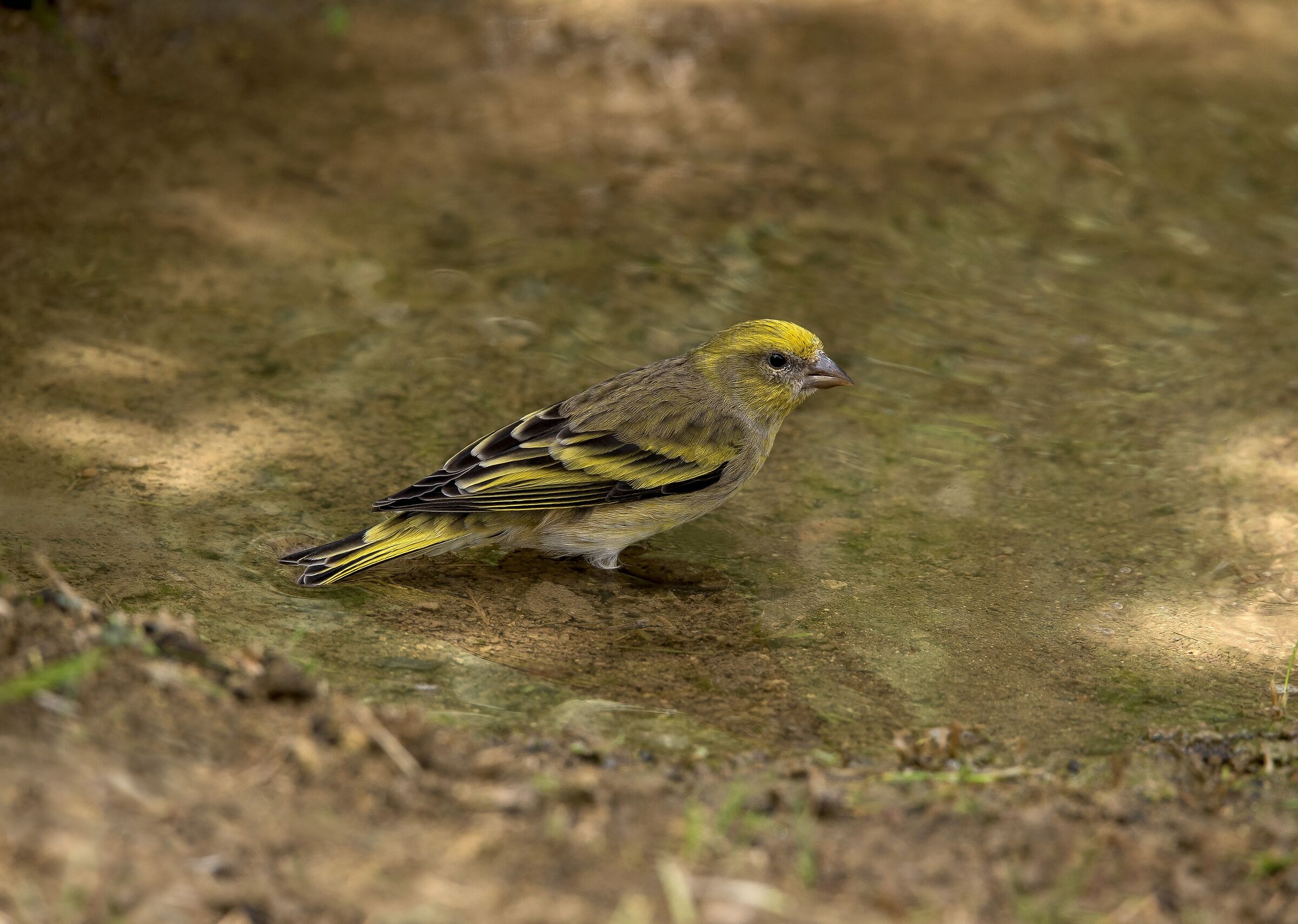 Female yellow-fronted canary (Serinus flavivertex)...