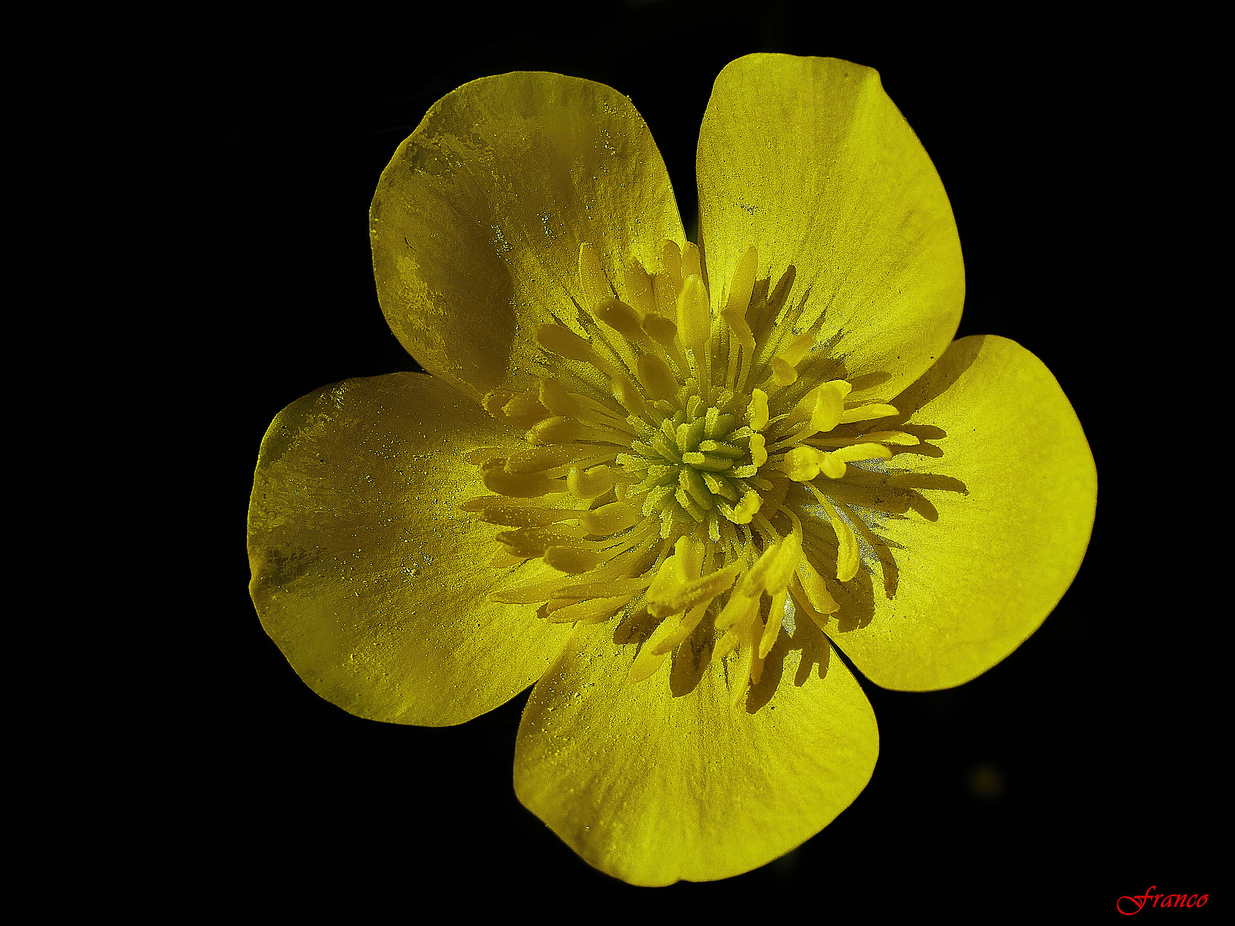 Common buttercup #2...