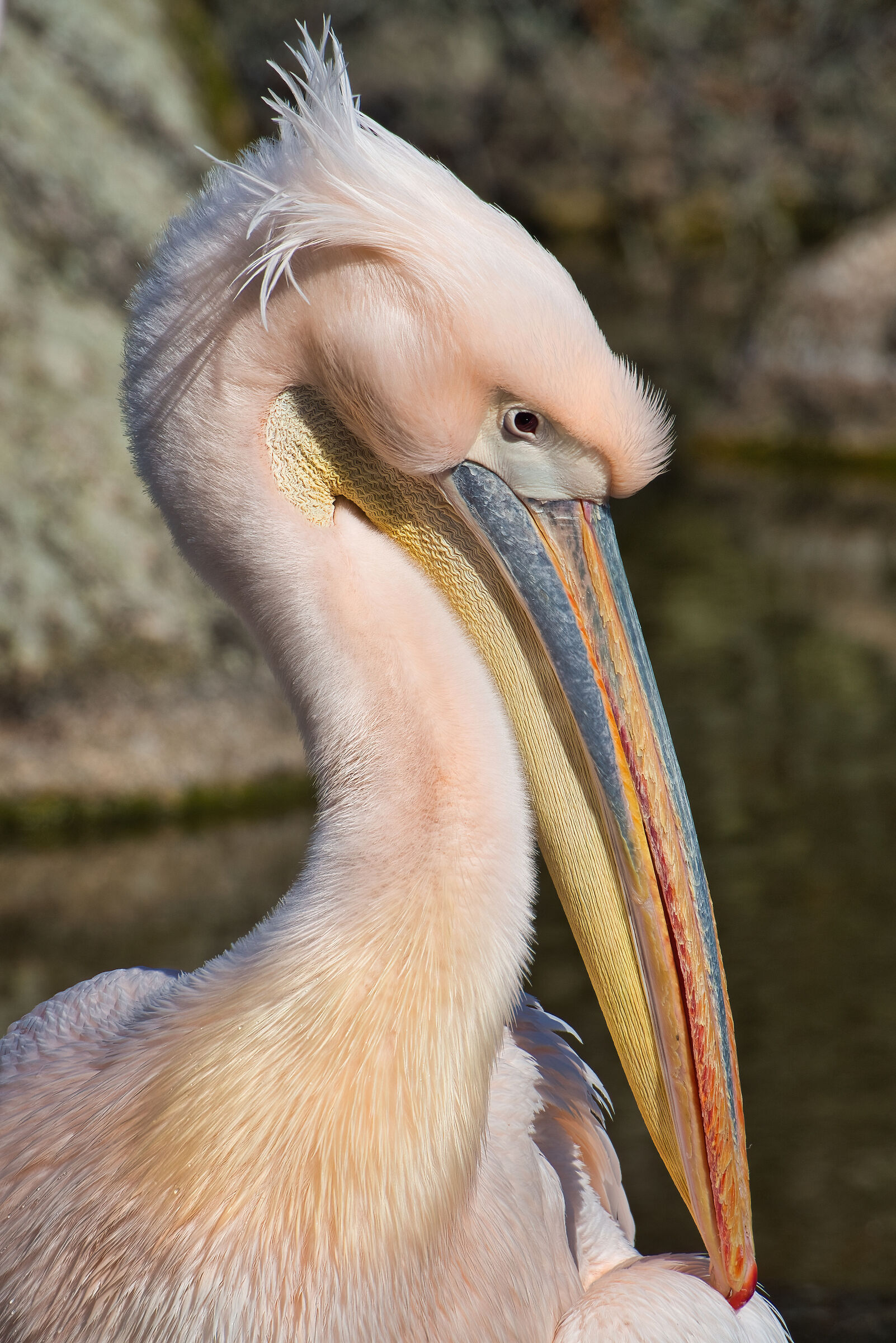 Pink pelican...
