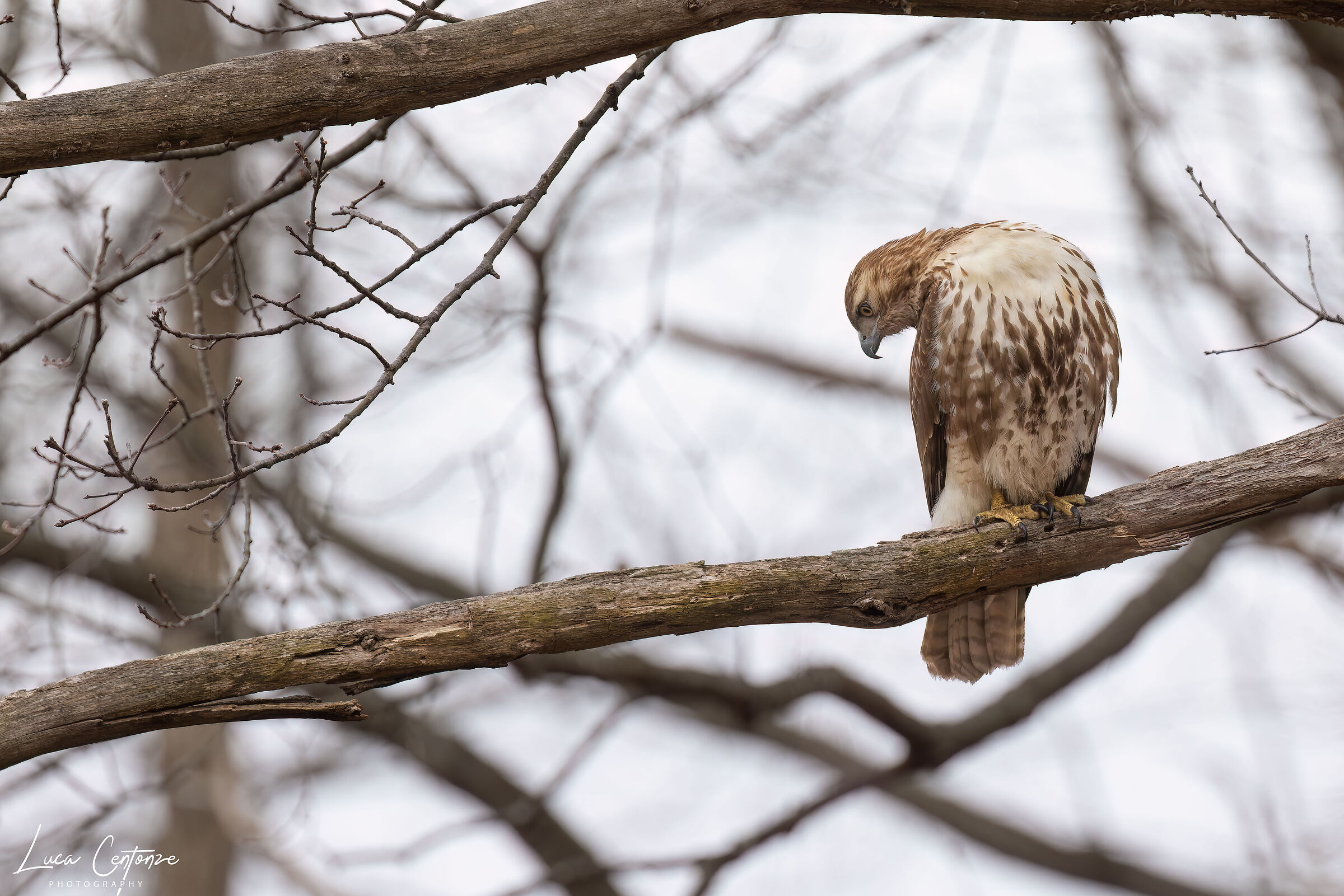 Red tailed Hawk...