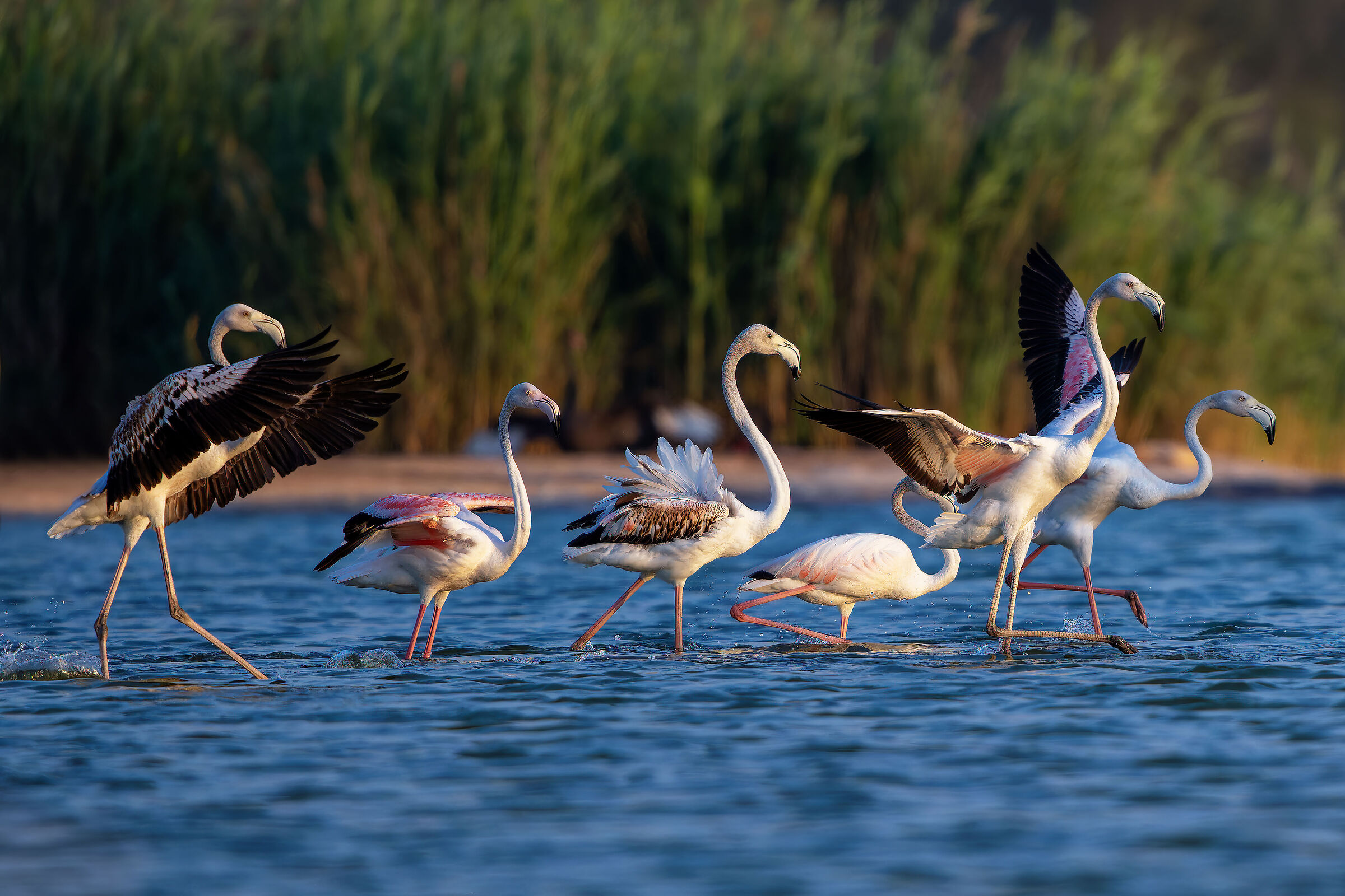 Group of flamingos in motion...