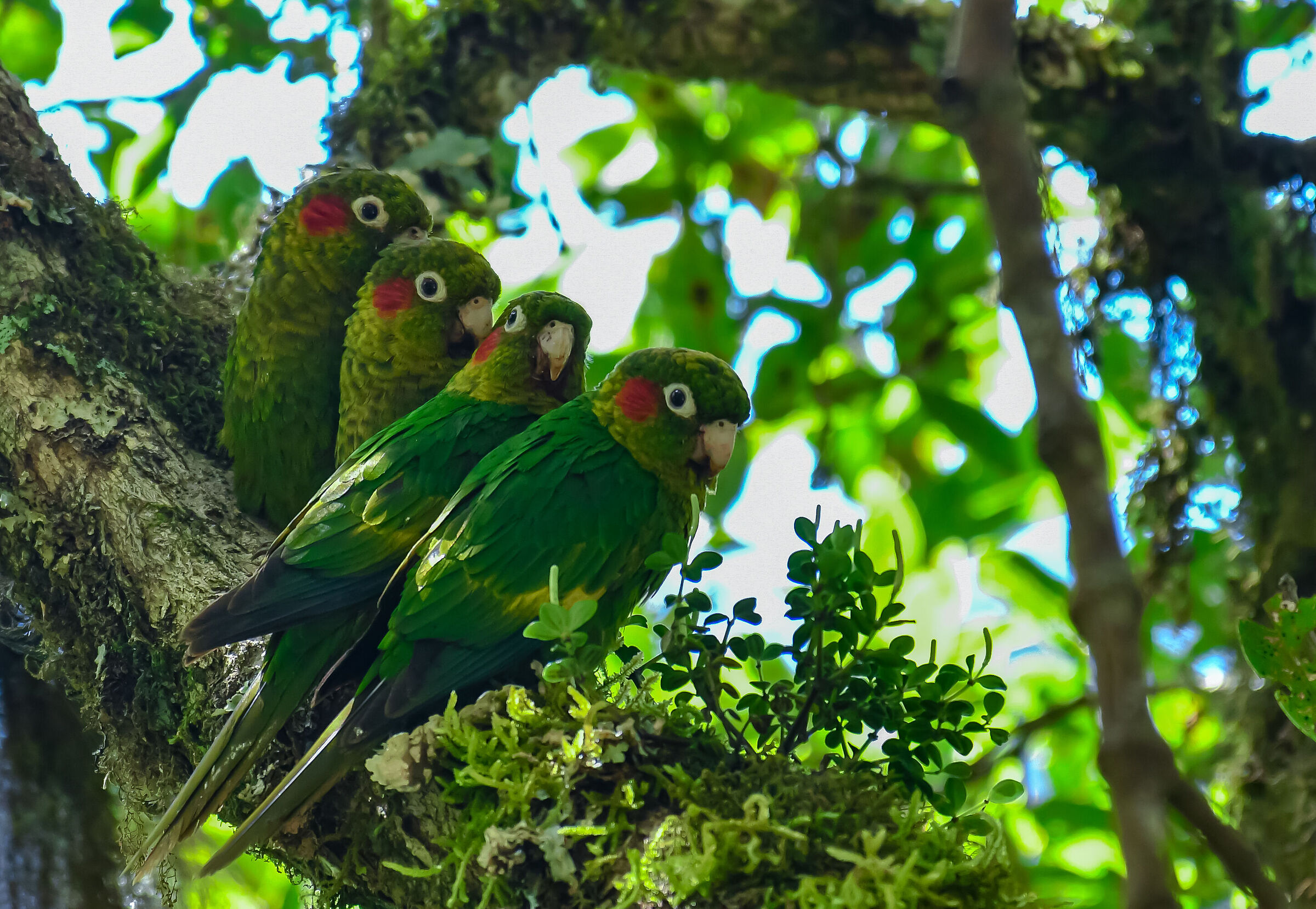 The parakeets family...