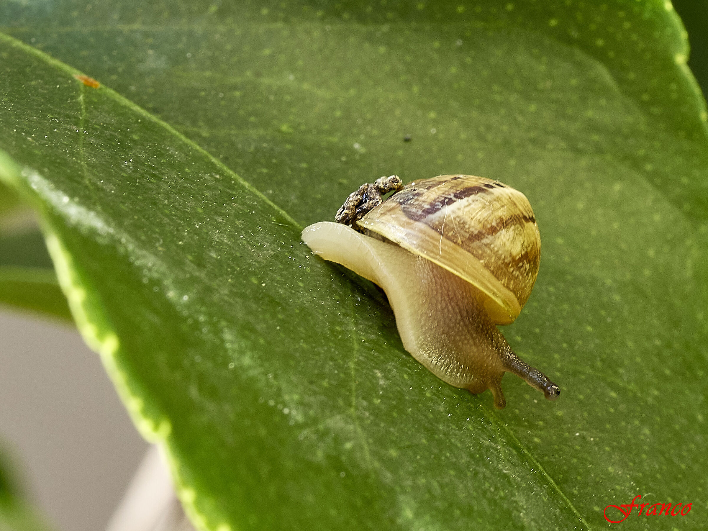 The snail on the lemon leaf #3...