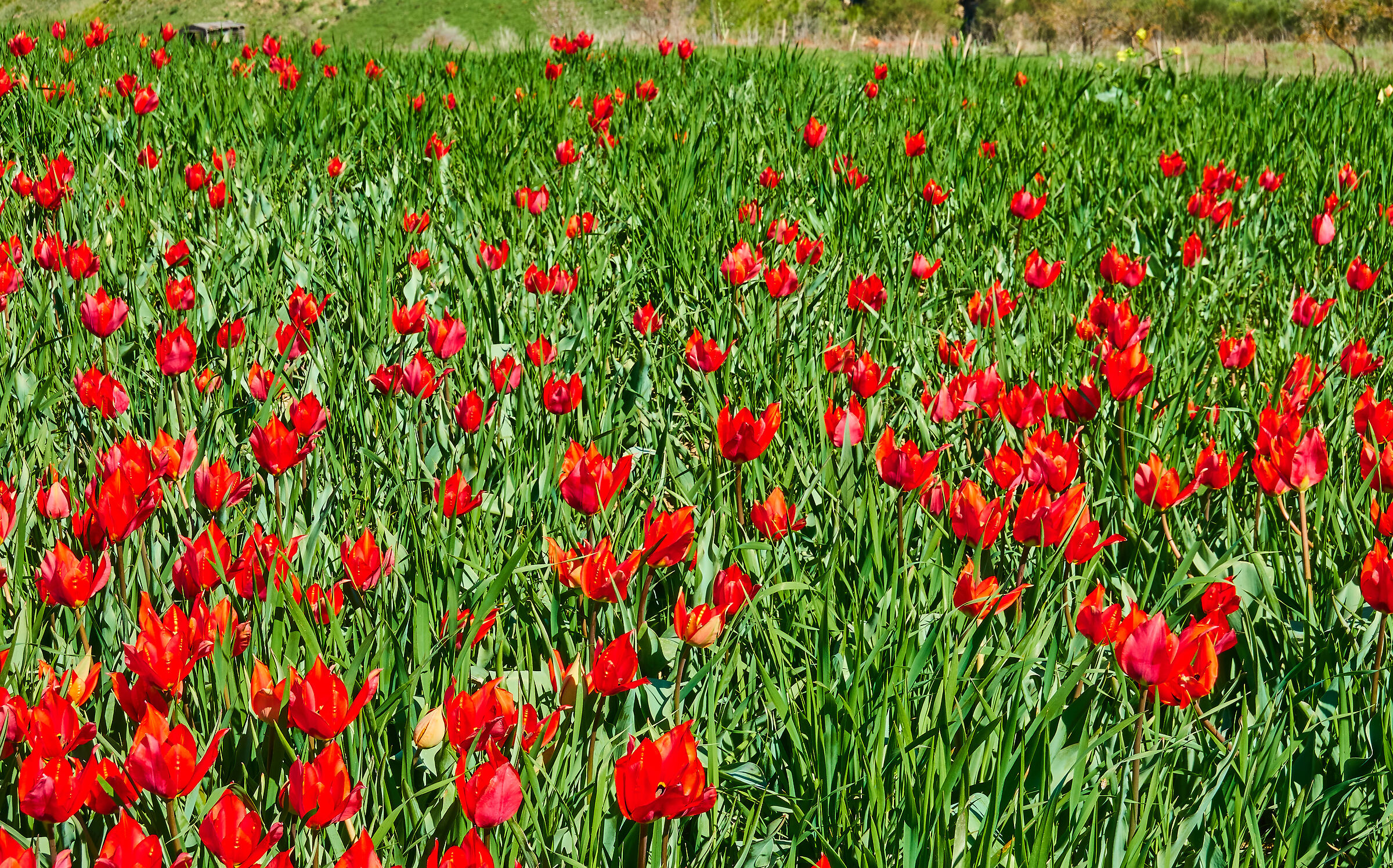 Not only Castelluccio: the wild tulips of Blufi...