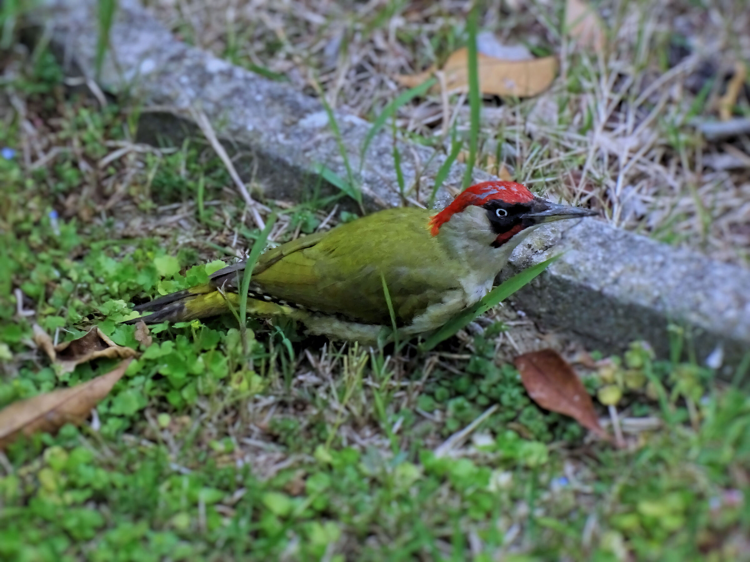 Green Woodpecker - 50x crop.1,33...