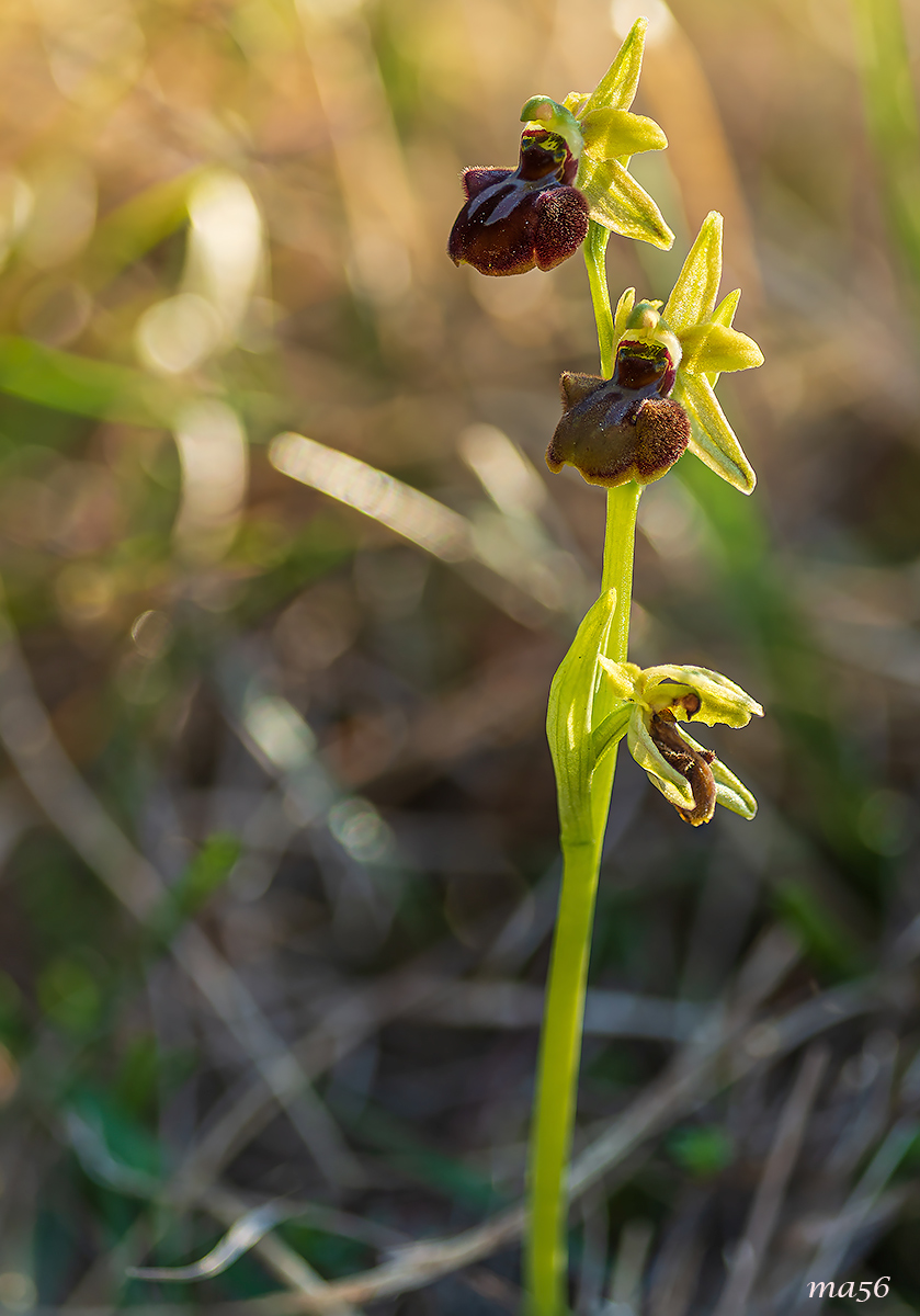Ophrys Insectifera - ibrido...