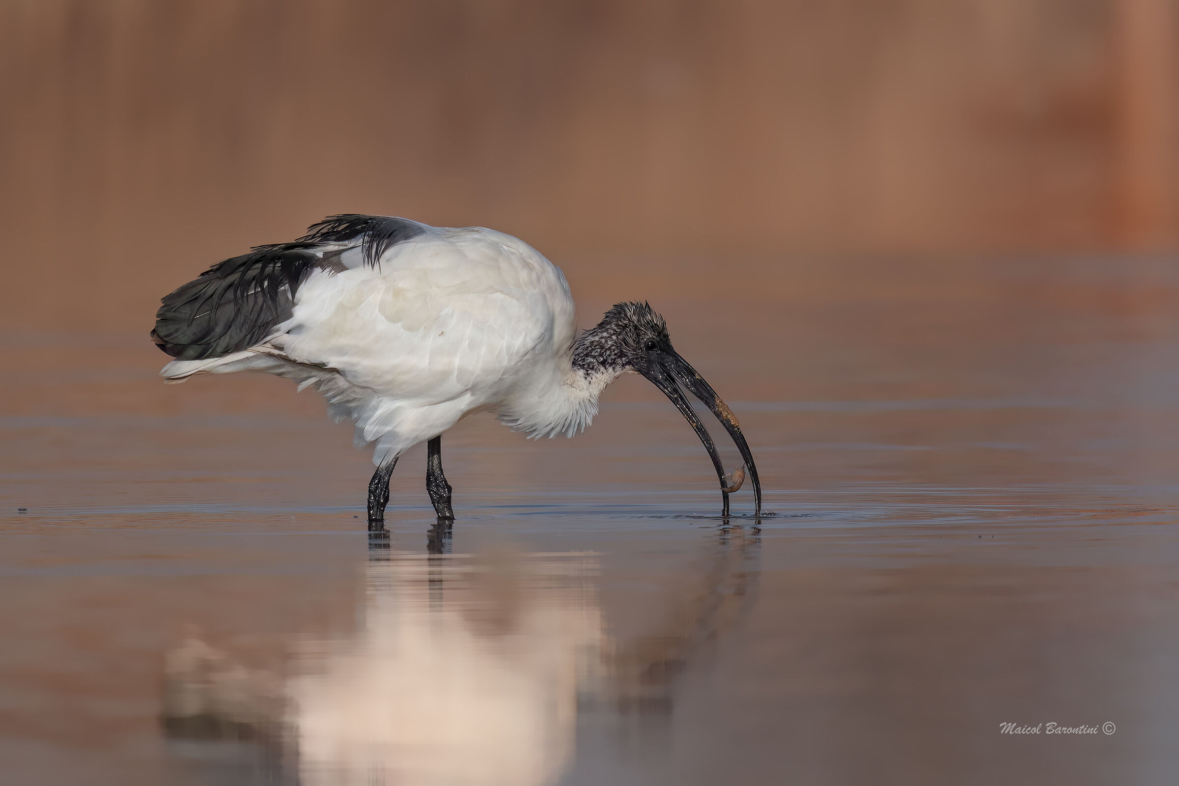 Sacred ibis ...