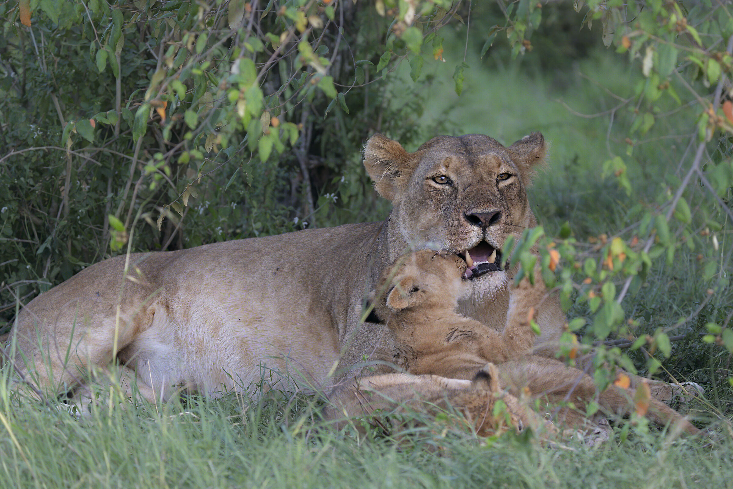 Lioness and family...