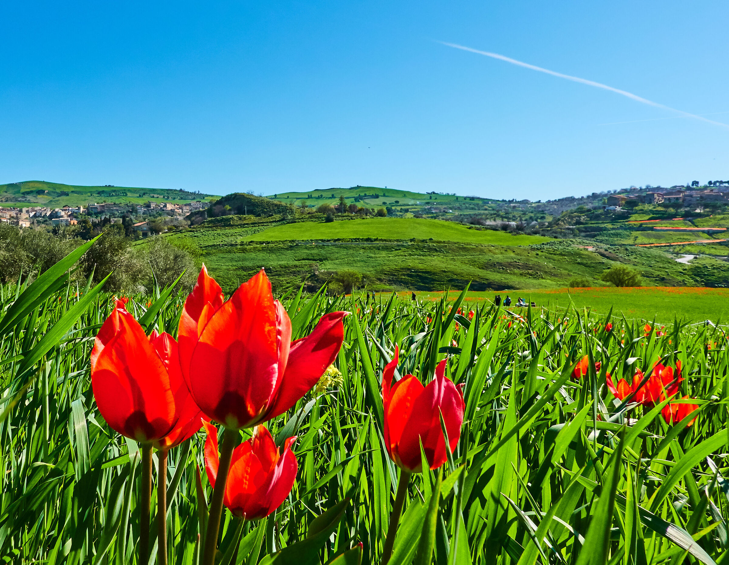 Not only Castelluccio: the wild tulips of Blufi...