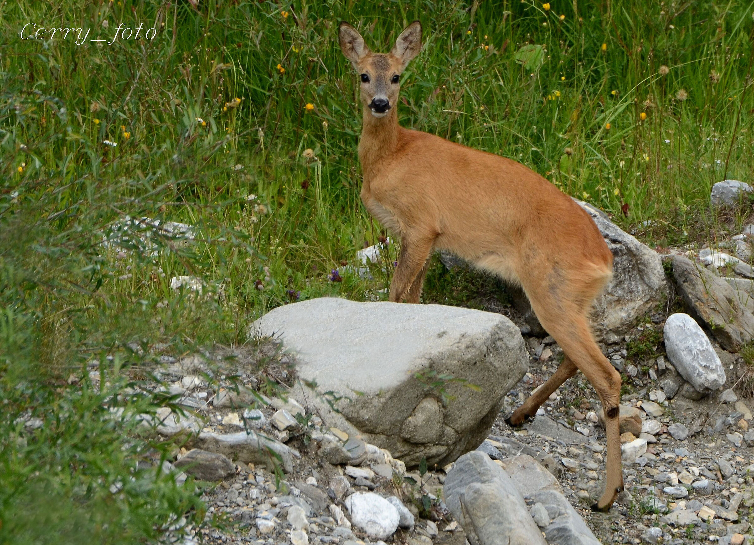 Attentive roe deer...