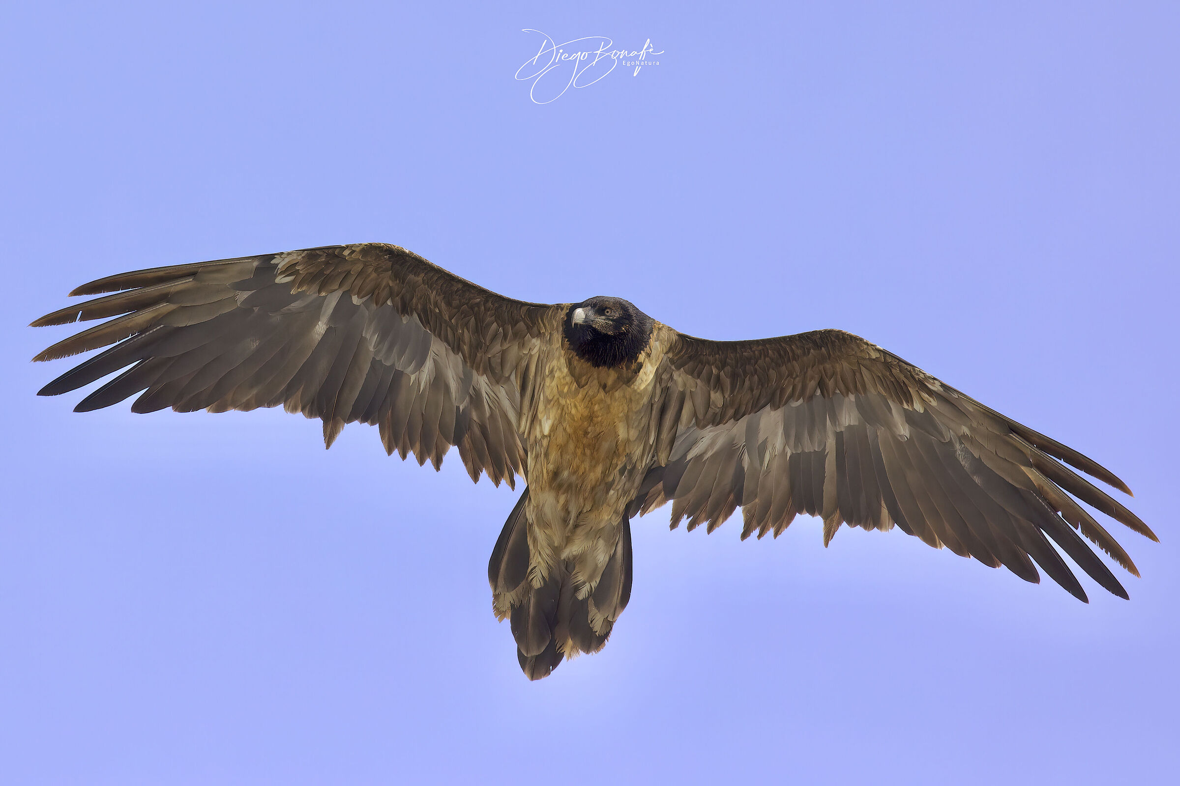 Bearded vulture 3rd year...
