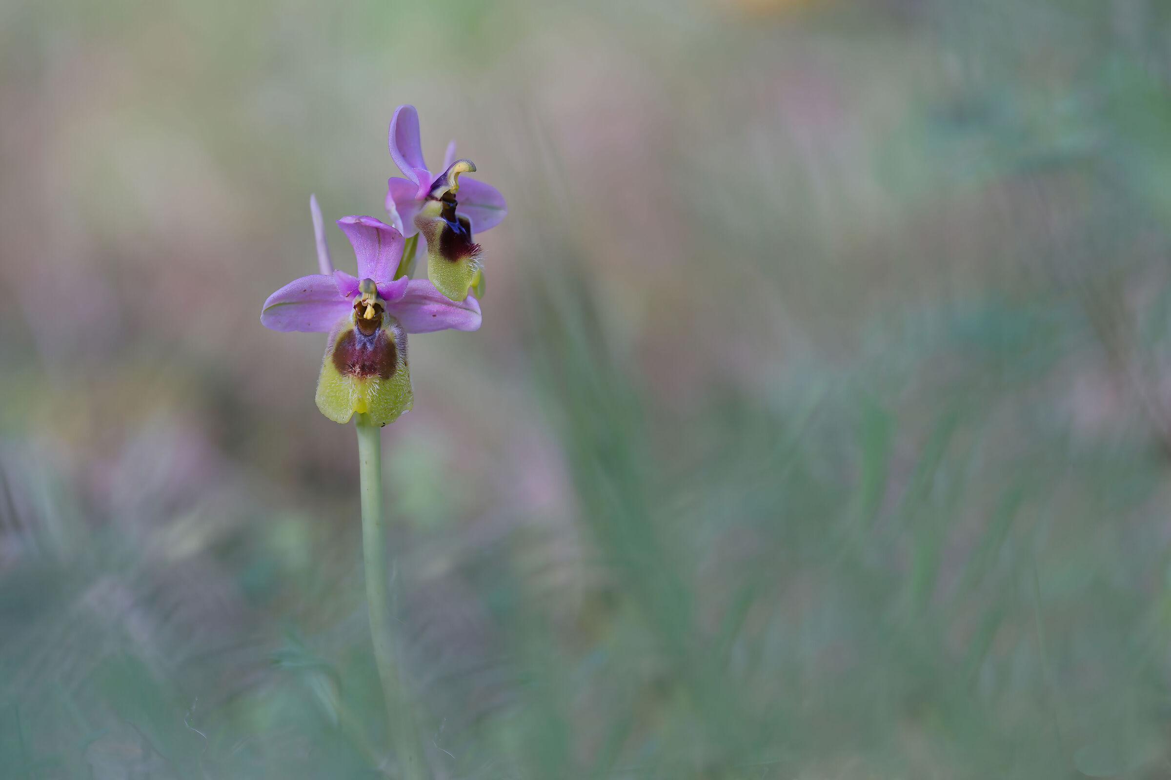 Small wild orchid "Ophrys tenthredinifera"...