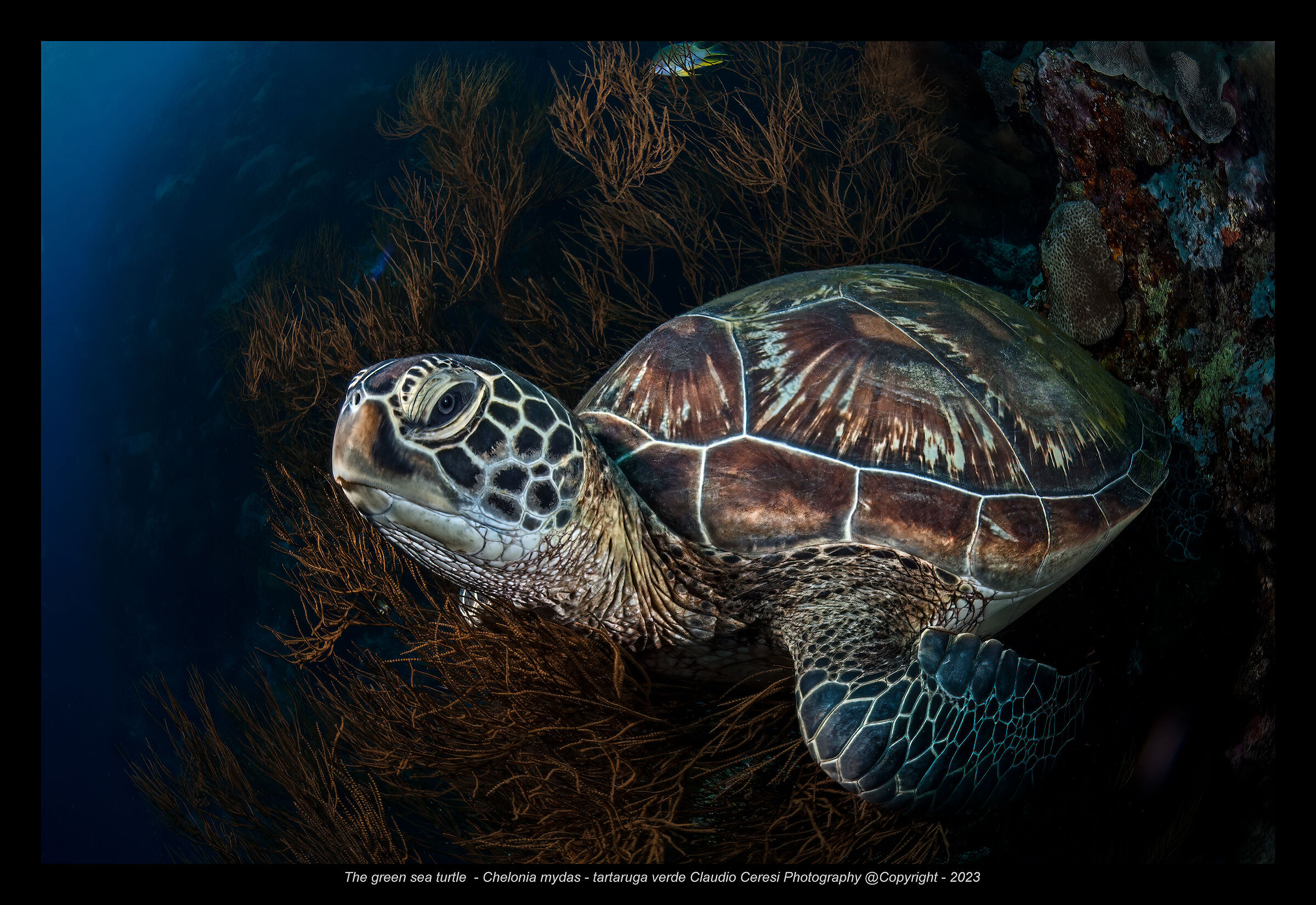 greeen turtle  NSW Bunaken marine park...