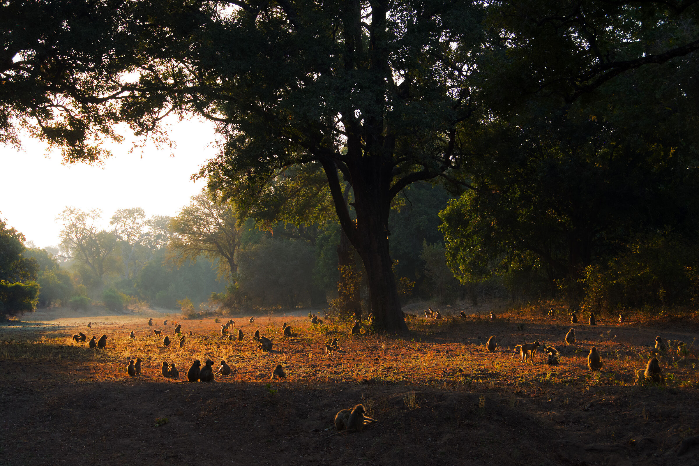 Yellow baboons (Zambia)...