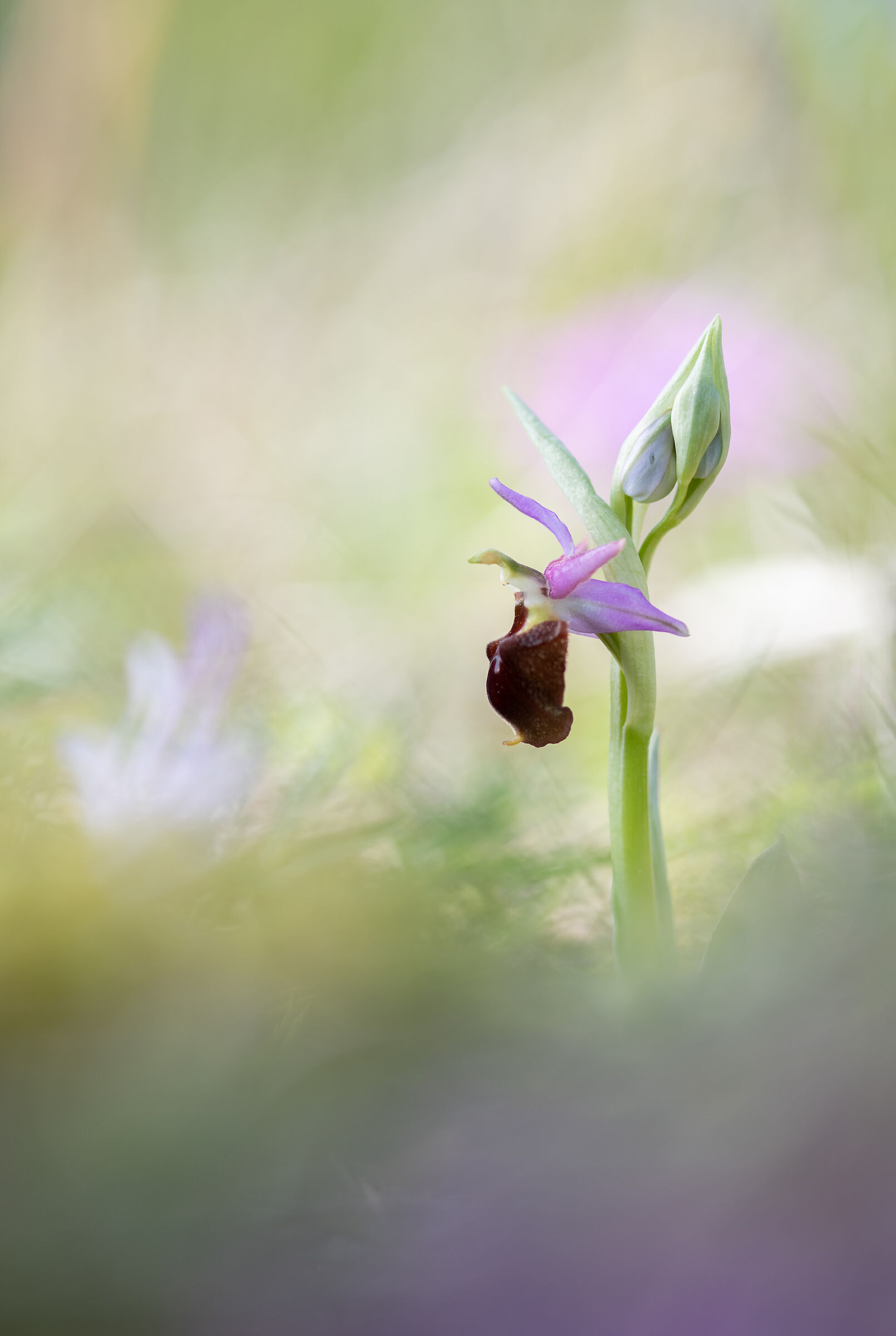 Ophrys Crabronifera...