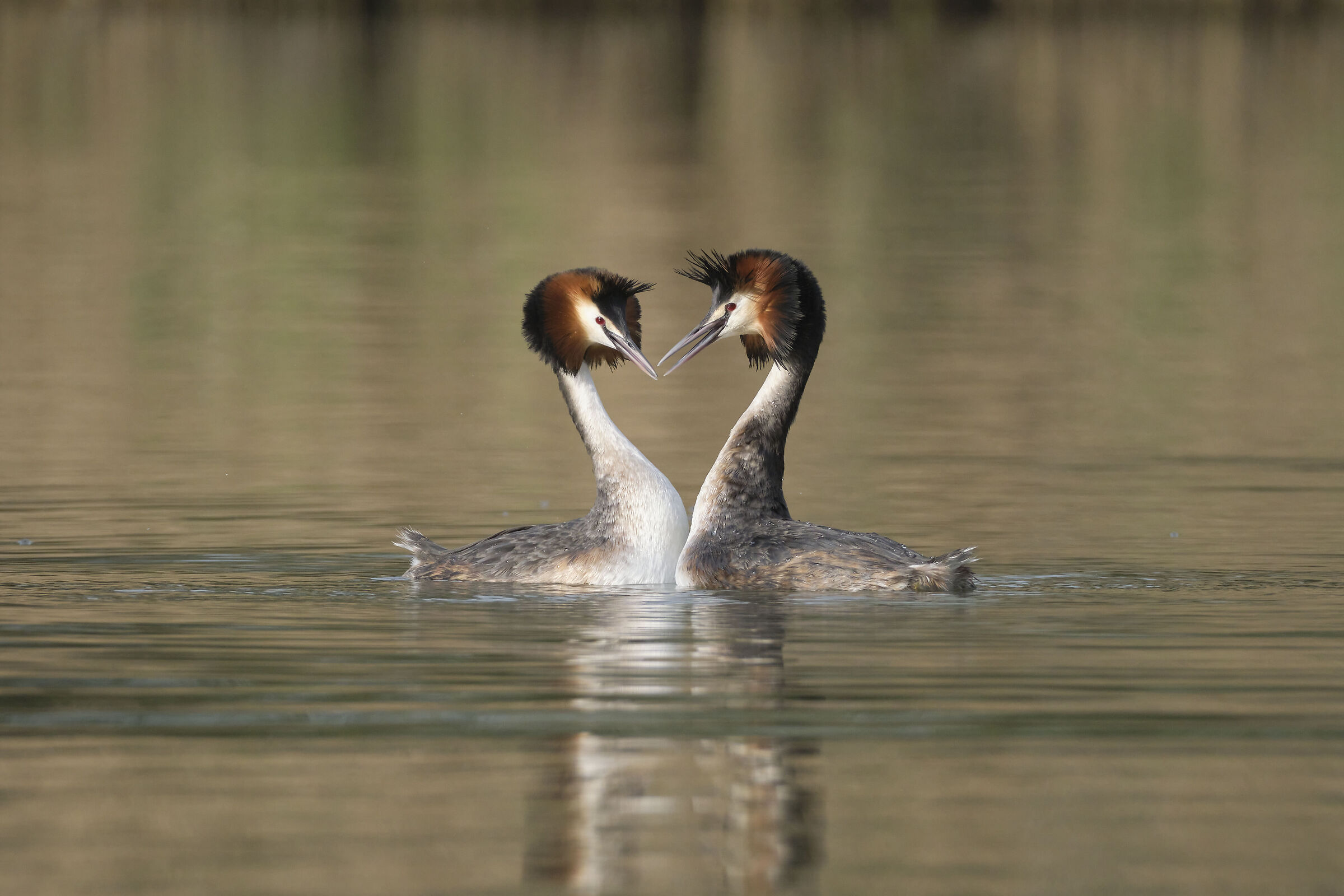 Great Grebes...
