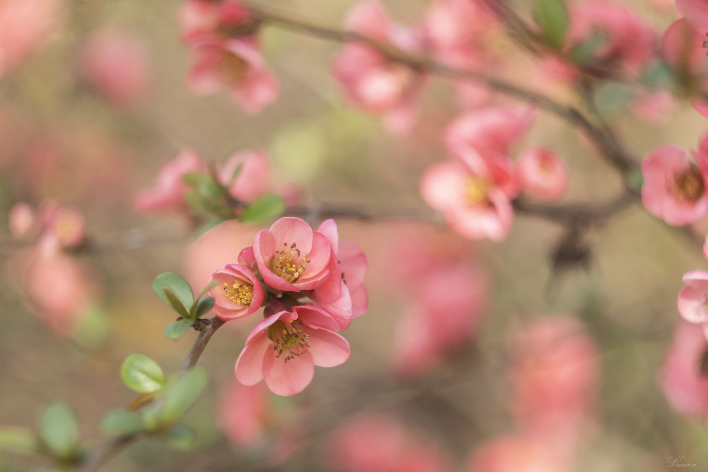 Peach blossom ...