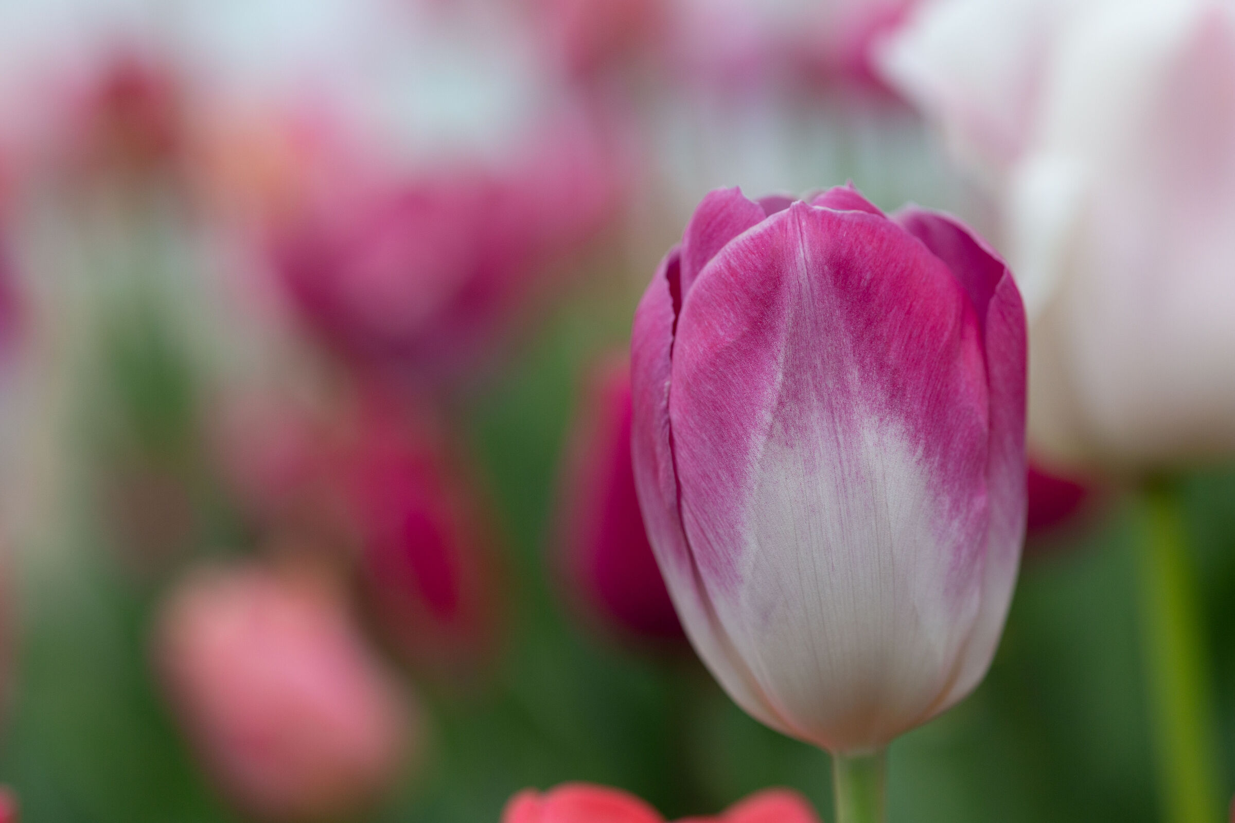 Ritratto di tulipano - n. 1...