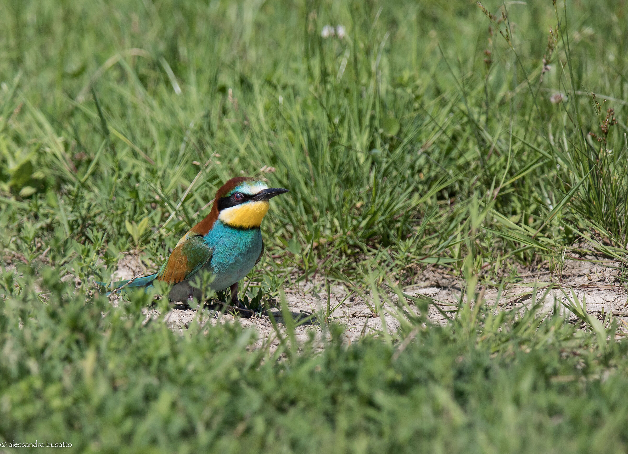 Bee-eater on the ground...