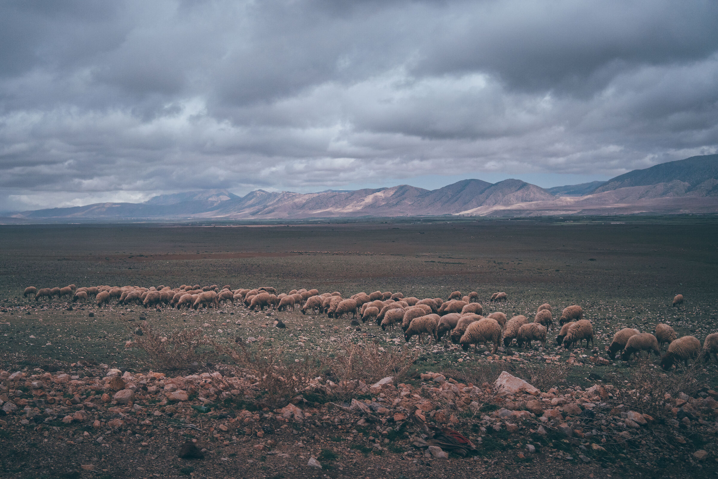Pecore al pascolo nell'Alto Atlante Marocchino...