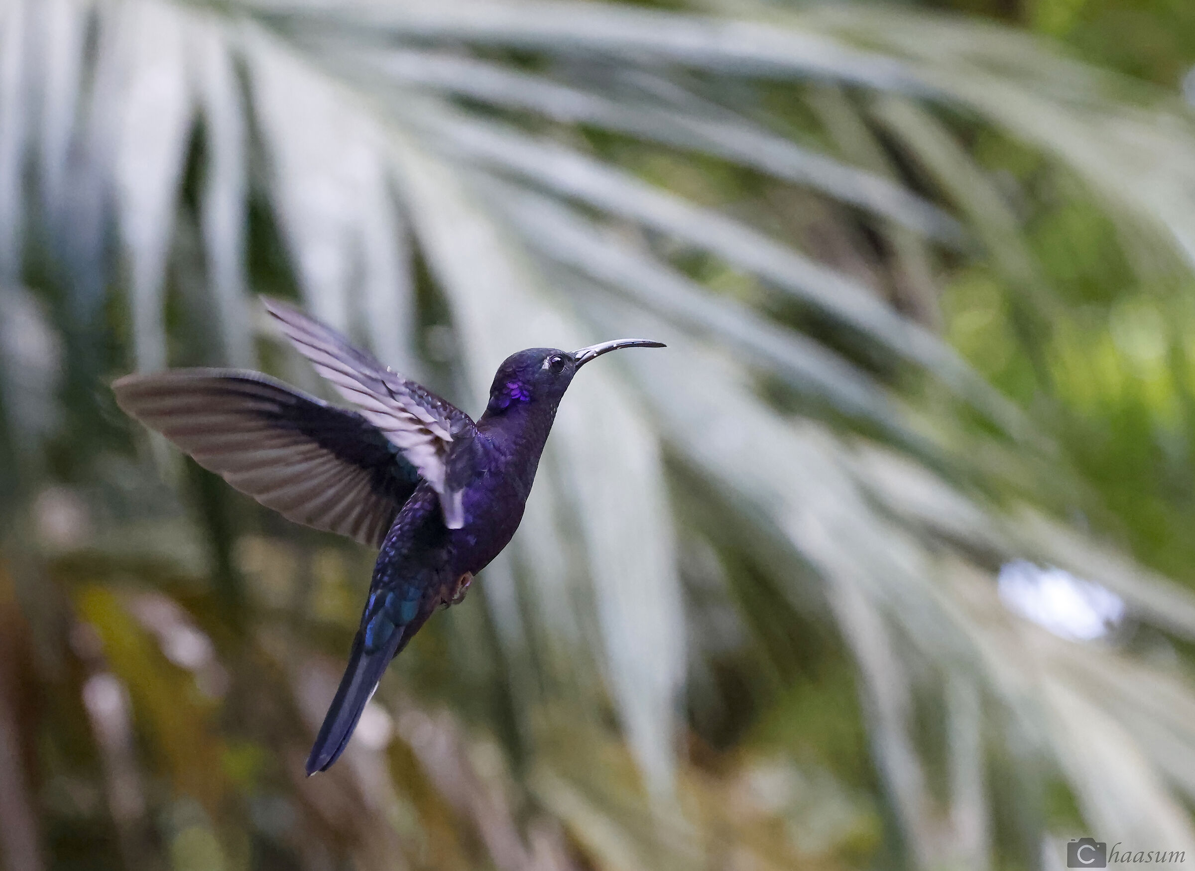 Hummingbird, Costa Rica, 030323...