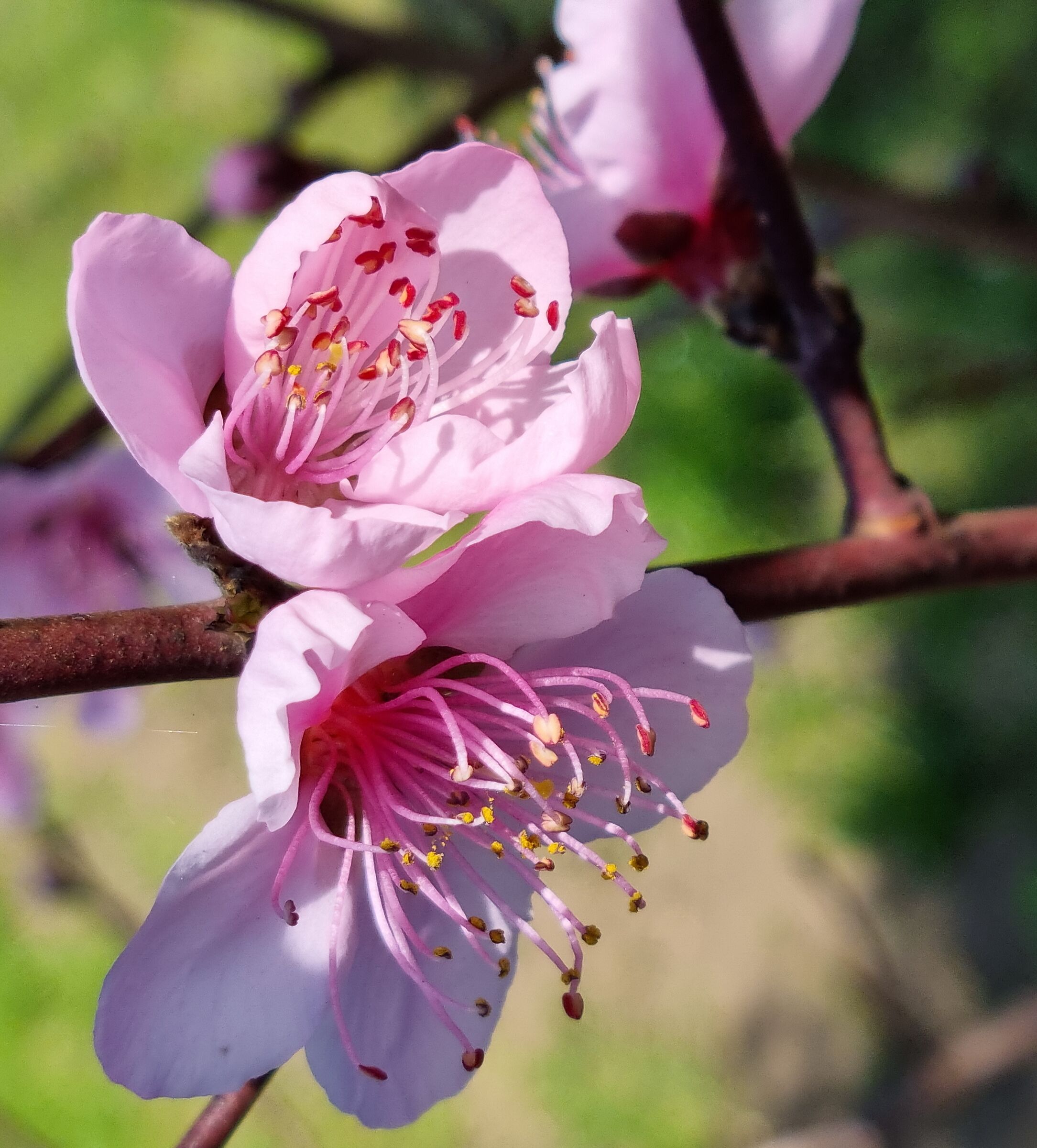 Peach blossoms...
