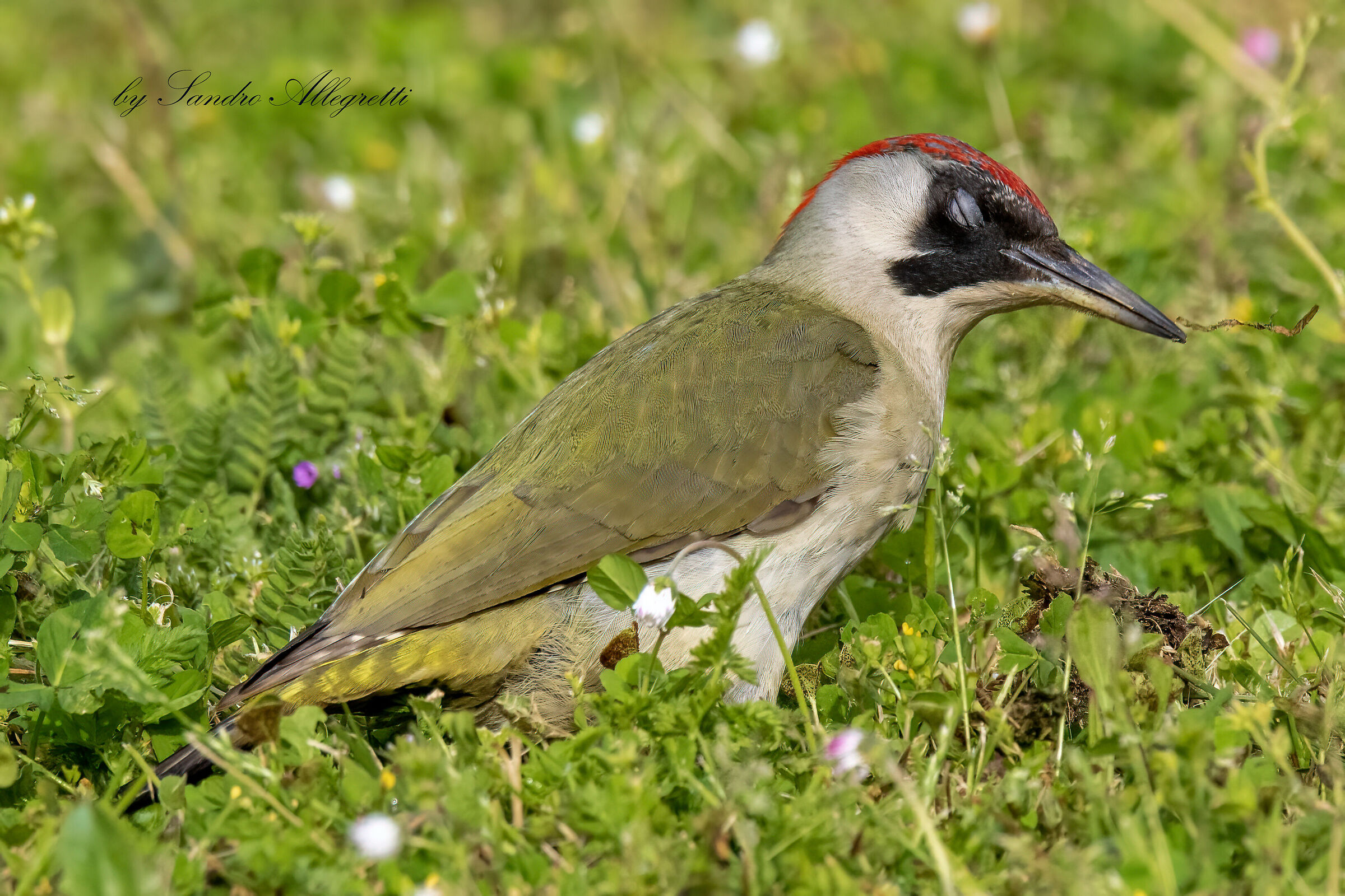 The green woodpecker "The tapping gets the sun....." ...