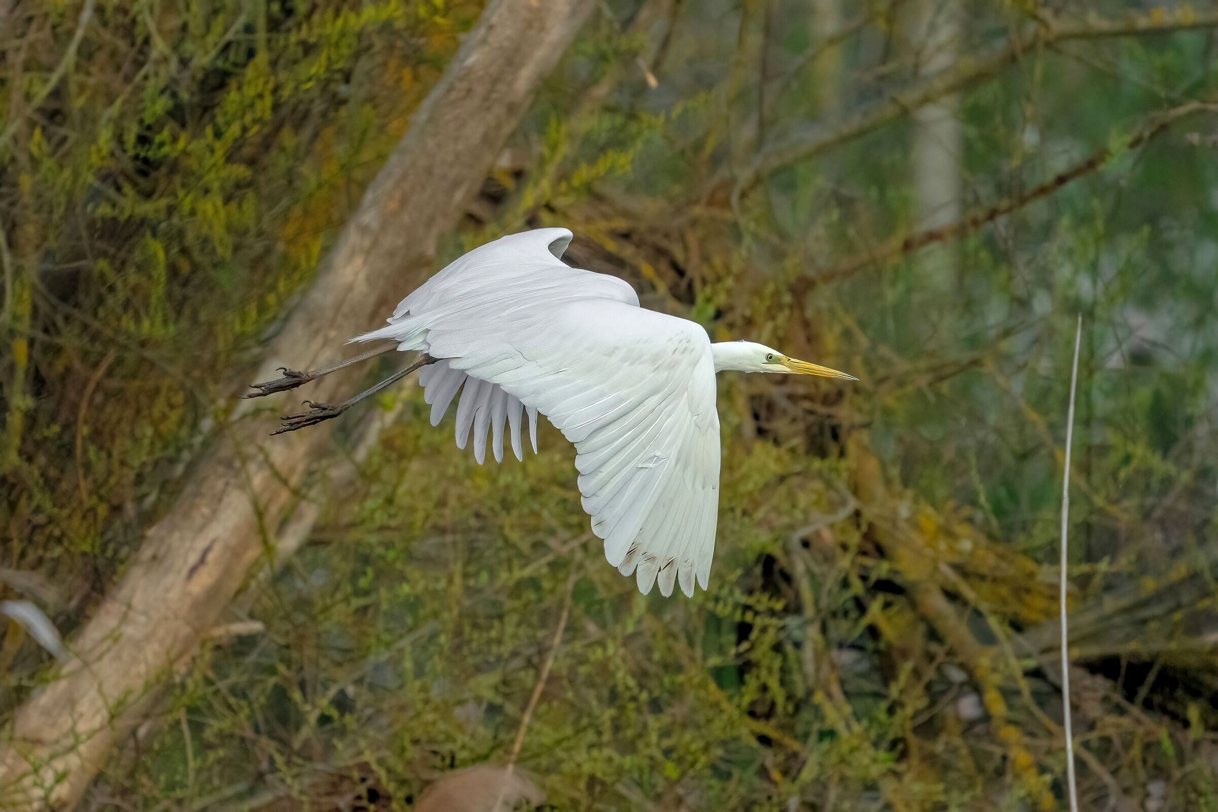 Great white heron (Casmerodius albus)...