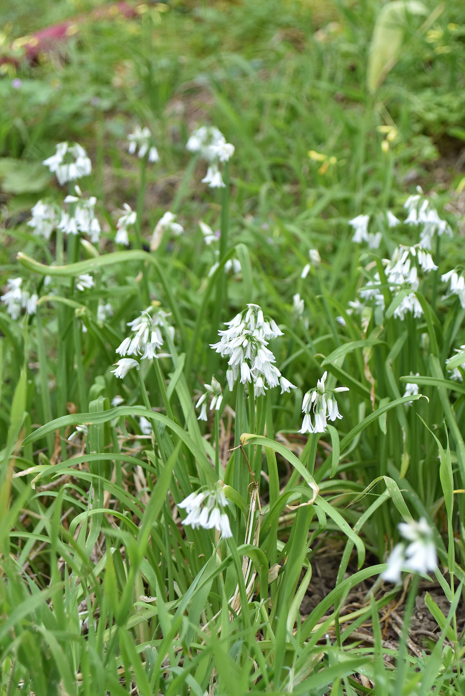 garlic triquetro (Allium triquetrum L.)...