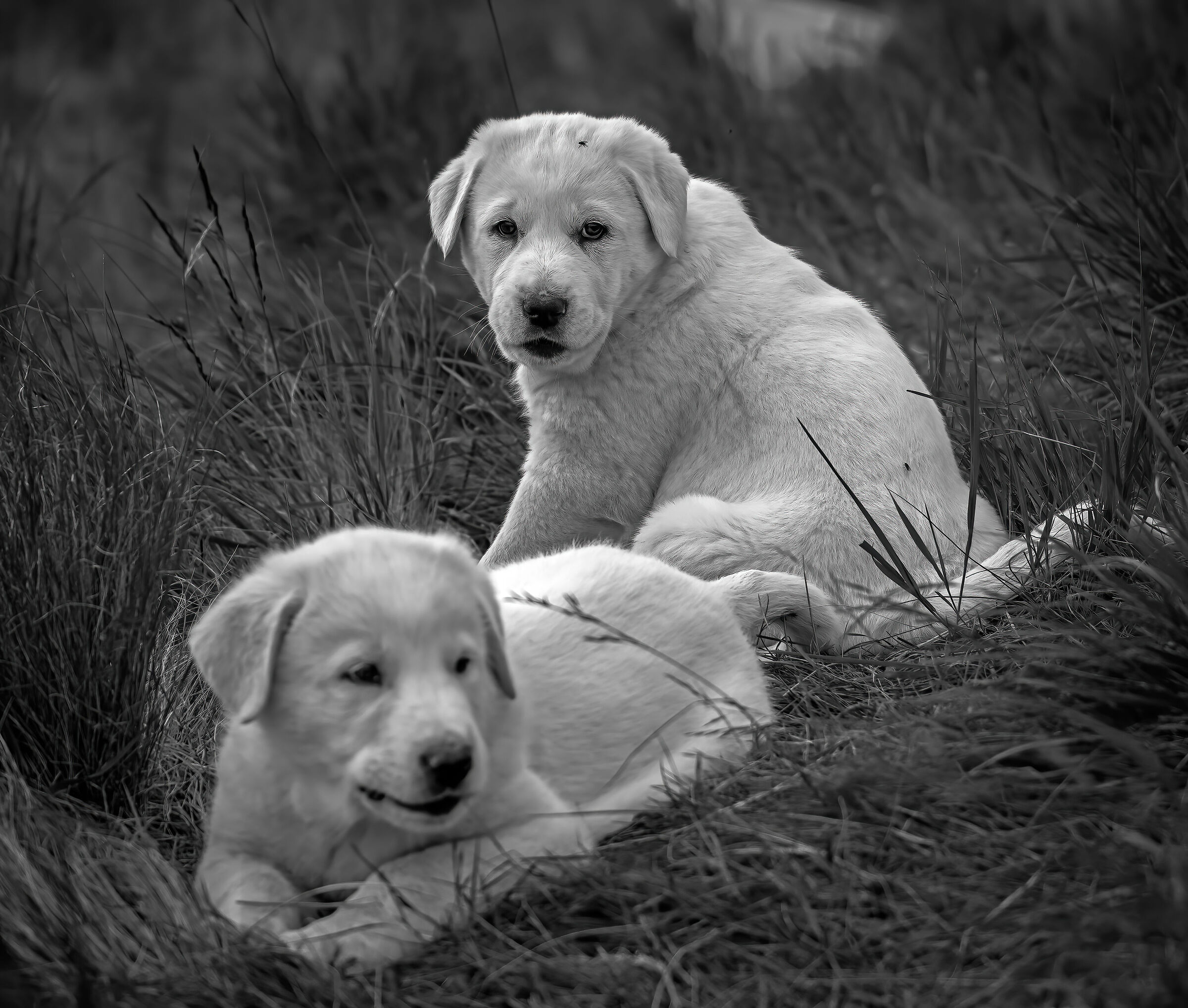 Two Labradors...