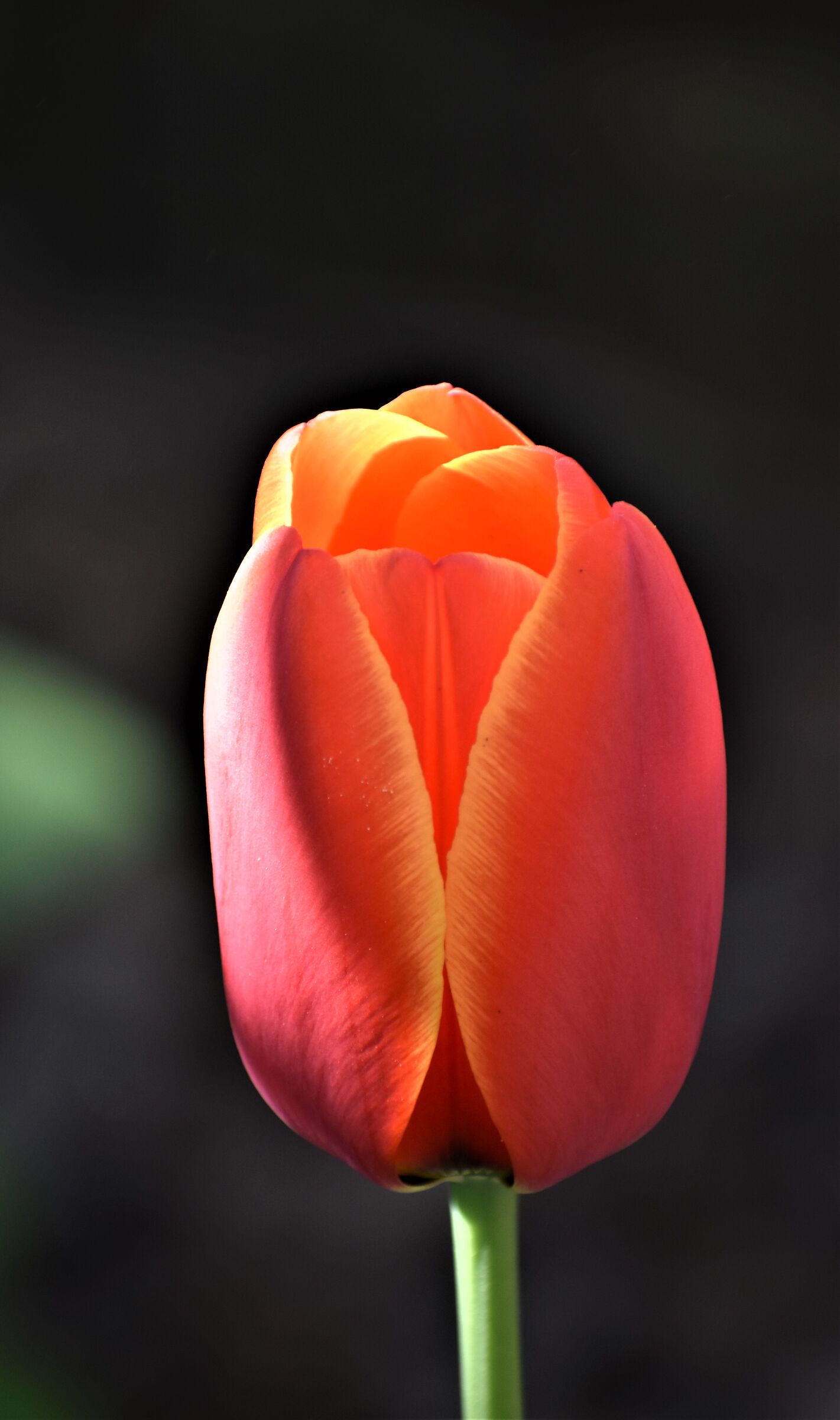 Semplicemente tulipano...