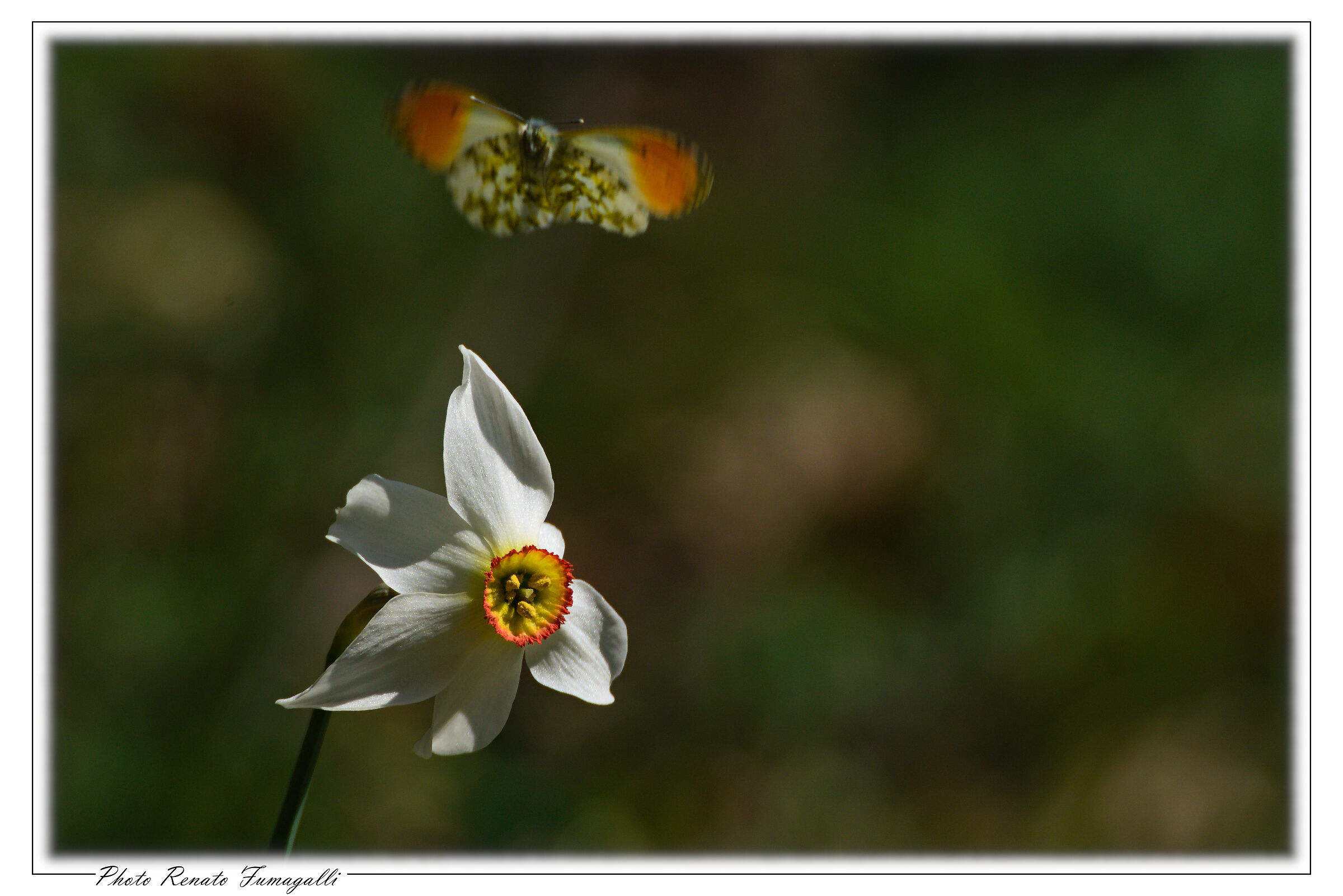 The narcissus and the butterfly...
