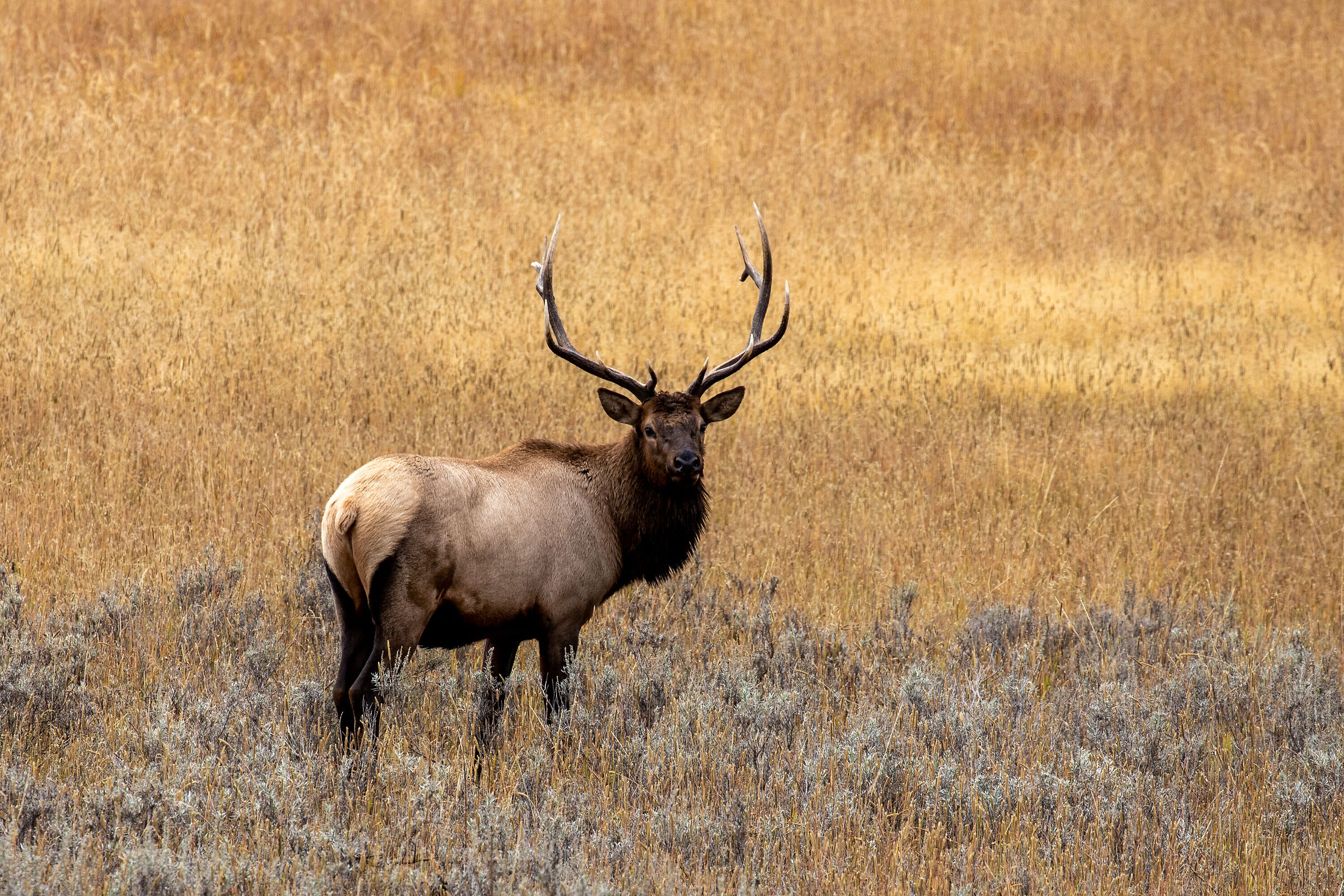 Yellowstone Elk...