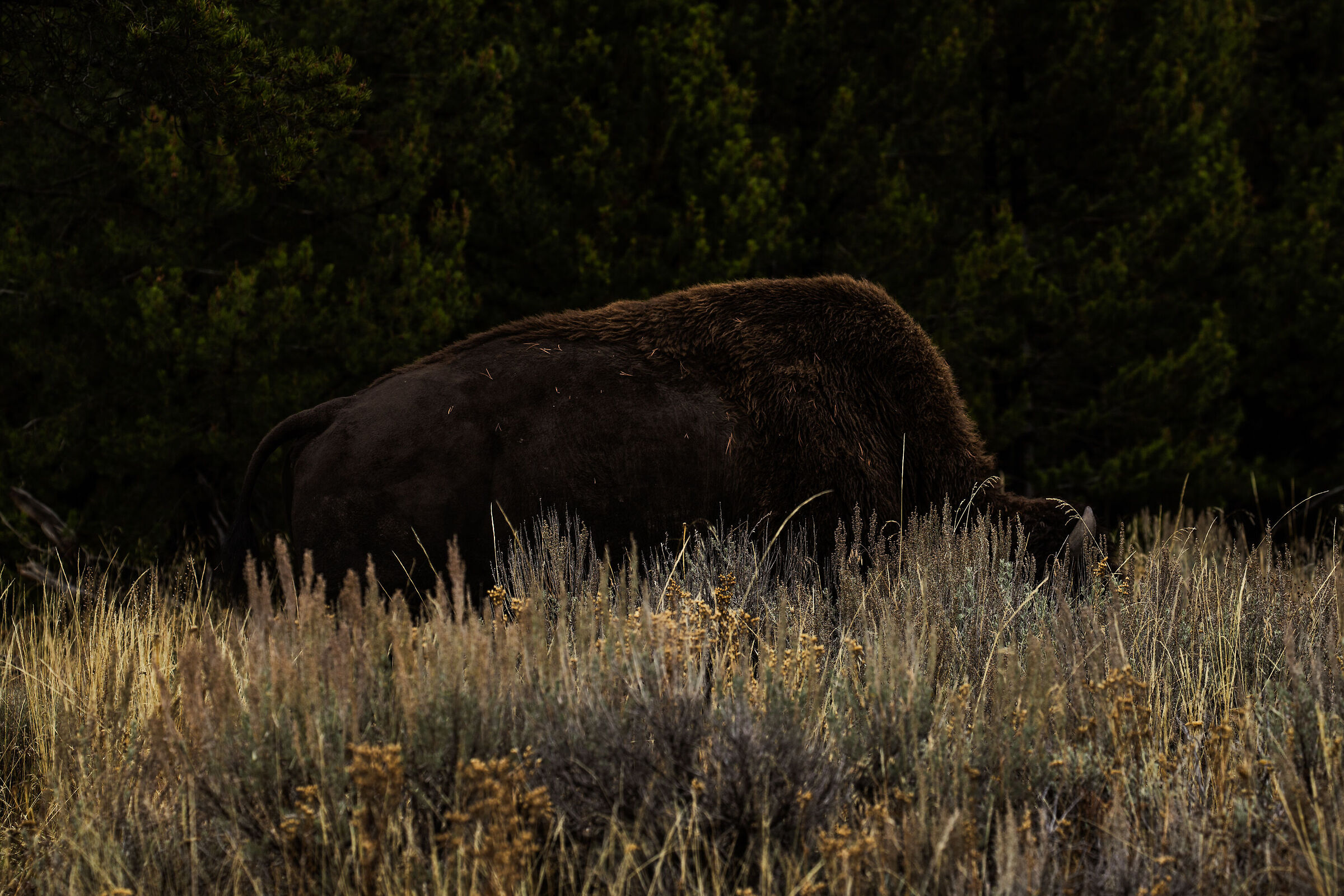 Yellowstone Bison...