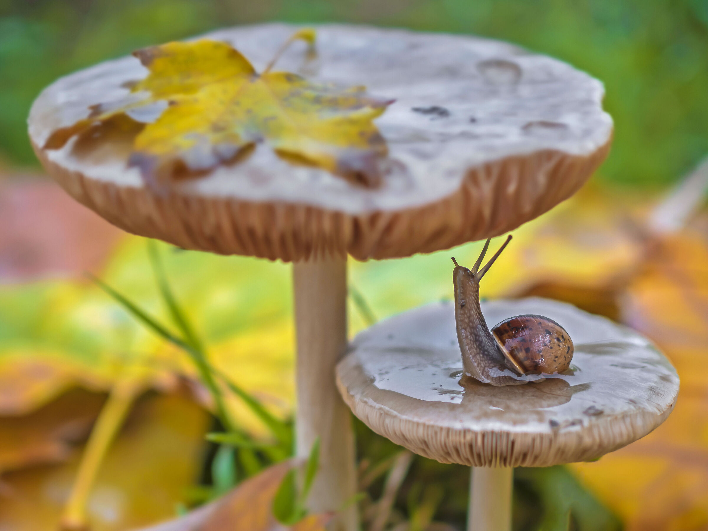 snail under a mushroom...
