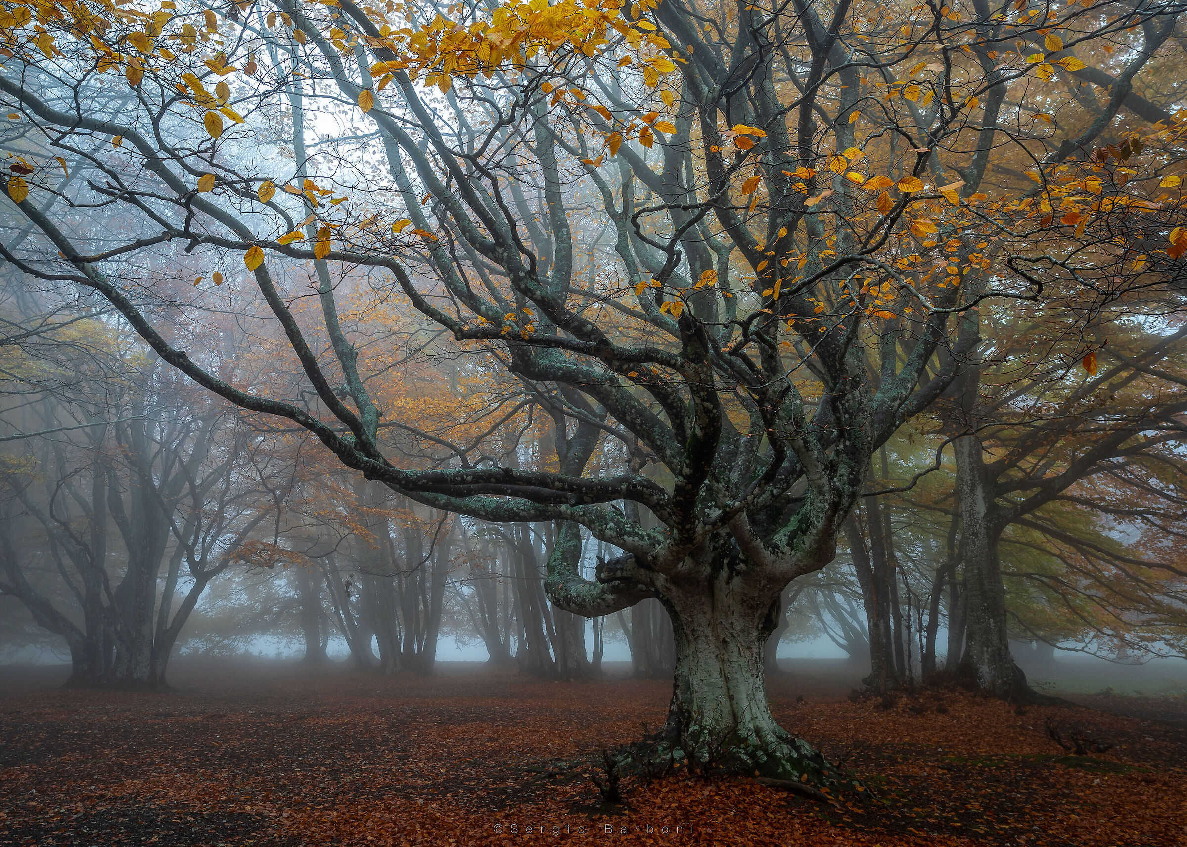 The old beech...
