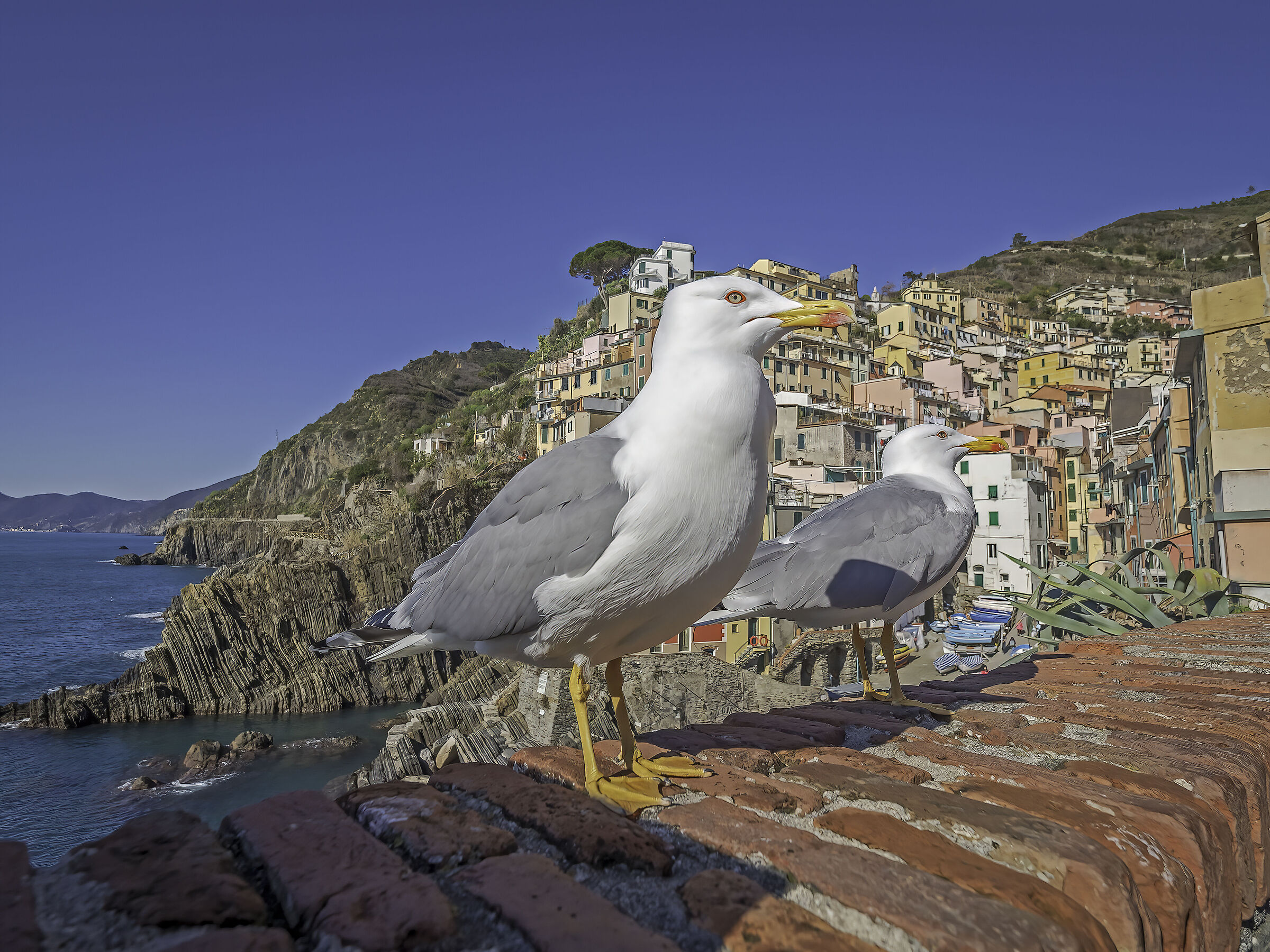 seagulls in front of Vernazza...
