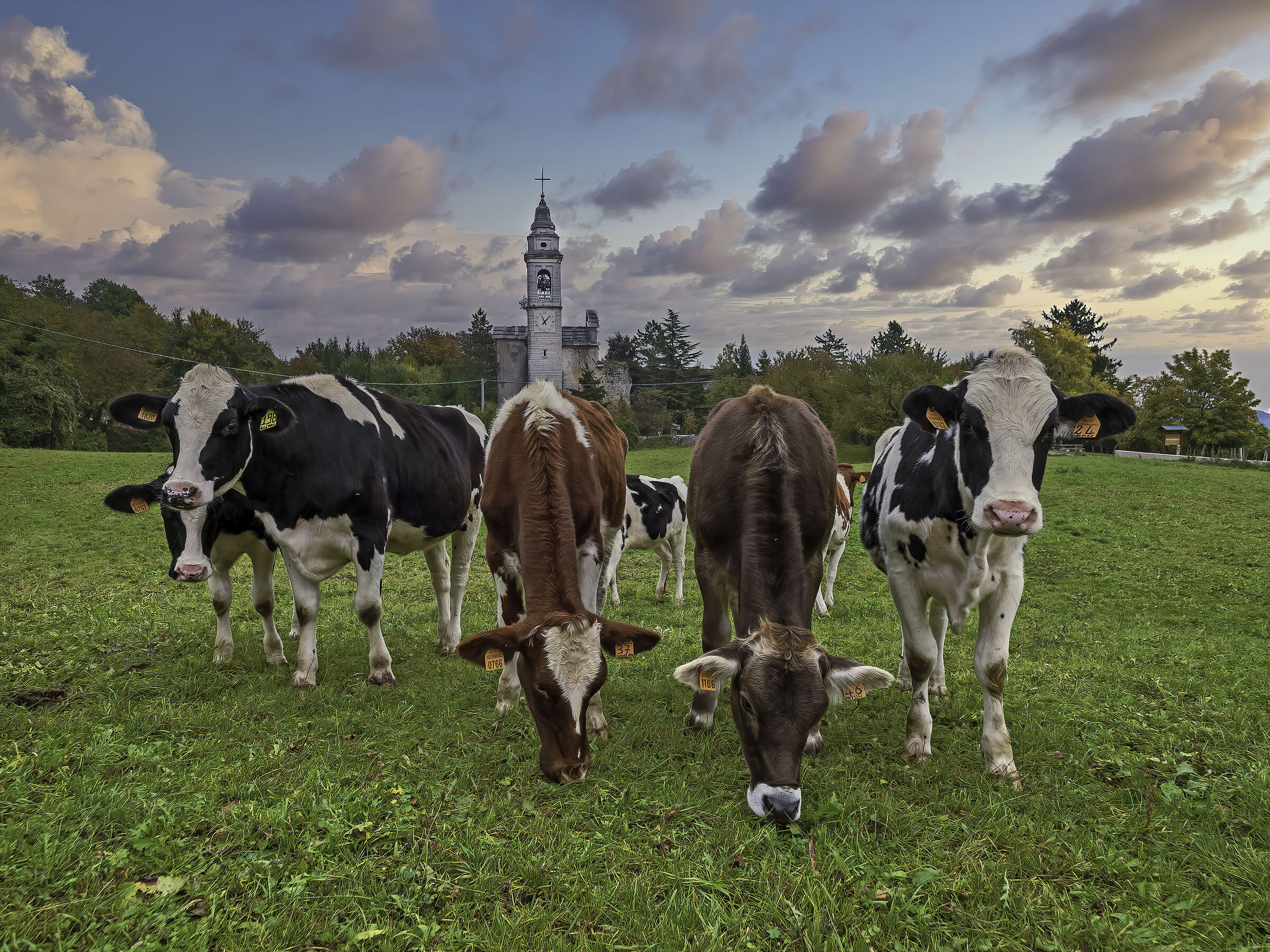 pascolo delle mucche a Malga Riondera (ALA)...